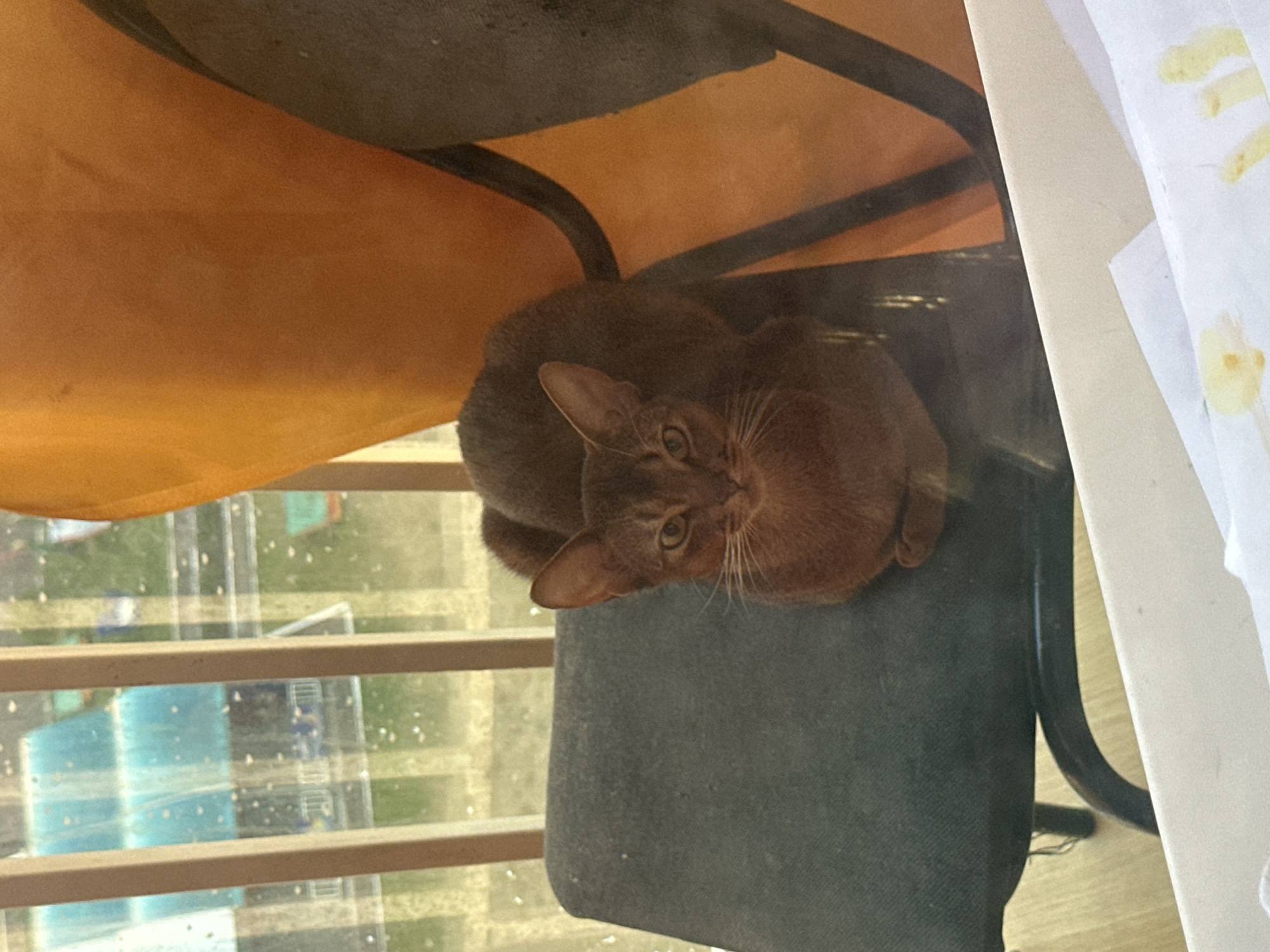 A brown cat is sitting on a dark fabric chair. The cat is facing the camera and is curled up. The chair is in front of a window with vertical bars. Outside the window, there is a blue pool and green grass. The image appears to have been taken indoors, possibly in a residential area of Saransk, Russia. The lighting is dim, and there is some glare on the window. The cat has large ears and a short coat. Its eyes are open and looking at the camera. The background is blurry, but it is possible to make out the details of the window and the outdoor scene.