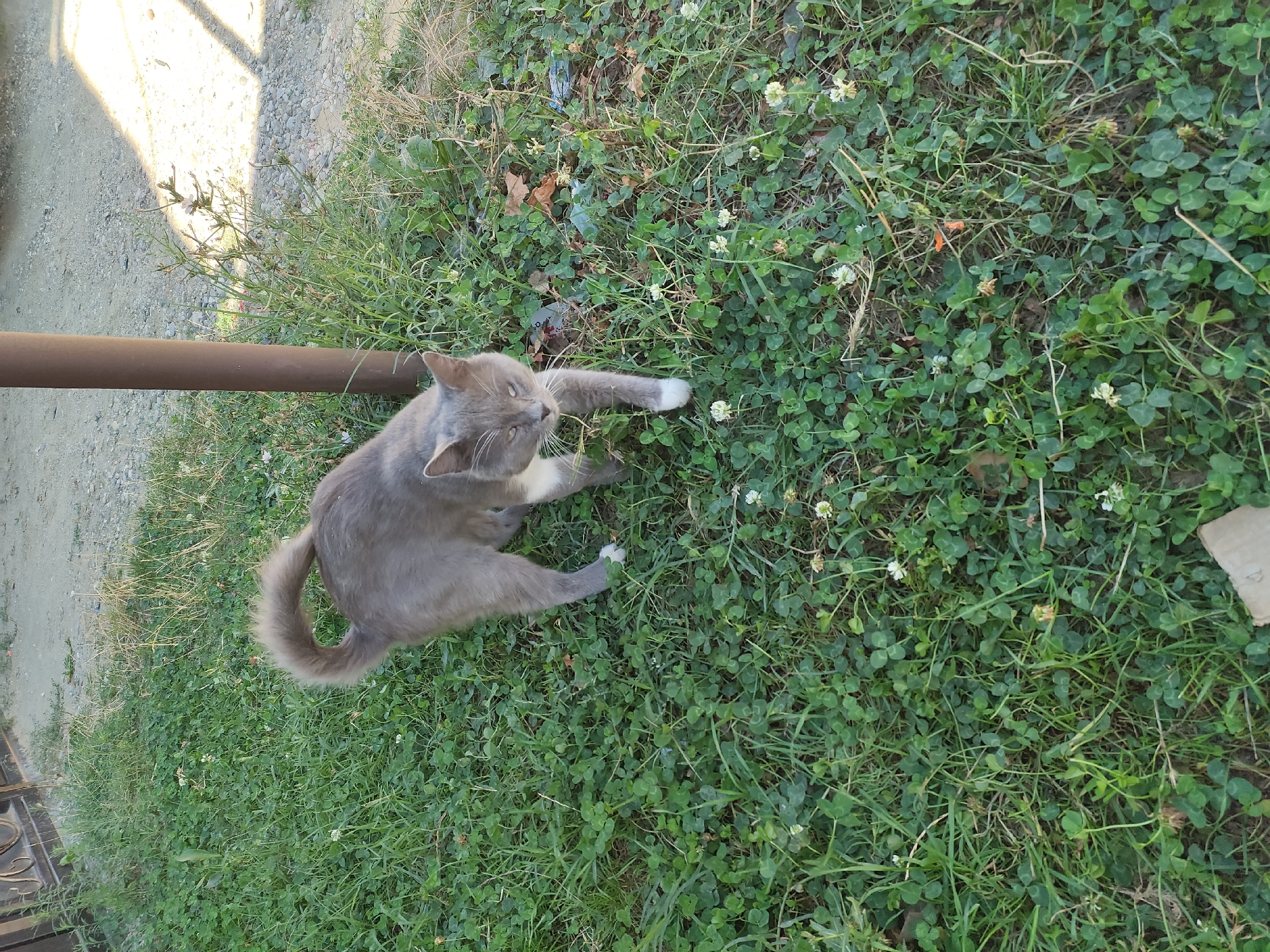 A medium shot captures a gray cat with white paws and chest walking on a grassy area with small white clover flowers. The cat is looking towards the camera with its head tilted slightly. Behind the cat, a rusty brown pole stands vertically, with a gravelly pathway and a portion of a metal fence visible in the background. The environment appears to be an outdoor setting in a residential area of Leninkent, Russia, possibly a backyard or garden, bathed in sunlight.