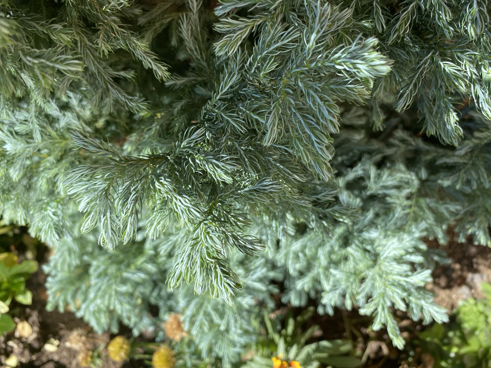 The image shows a close-up view of a coniferous shrub with feathery, silvery-green foliage. The plant appears healthy and dense, with many small branches covered in needle-like leaves. The background is slightly blurred, revealing patches of brown soil and some small yellow flowers, suggesting an outdoor setting, possibly a garden or park. The lighting is natural, with sunlight highlighting the texture and color of the leaves. The location is identified as Зимородок Днп, Russia.