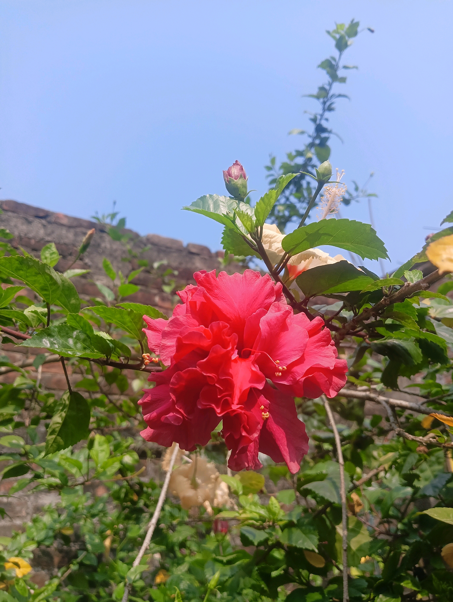 In Haflaganj, India, a bright red hibiscus flower with ruffled petals dominates the foreground, capturing the viewer's attention. The flower is in full bloom, its vibrant color contrasting sharply with the lush green foliage that surrounds it. Behind the flower, the soft blue of the sky serves as a backdrop, with a few wispy clouds adding texture to the scene. In the distance, a brick wall can be seen, its weathered surface hinting at the passage of time. The image appears to be taken on a sunny day, with the natural light illuminating the scene and highlighting the intricate details of the flower. The focus is sharp on the hibiscus, with the background elements softly blurred, creating a sense of depth and dimension. The overall impression is one of natural beauty and tranquility, a snapshot of a moment in time in the heart of Haflaganj.