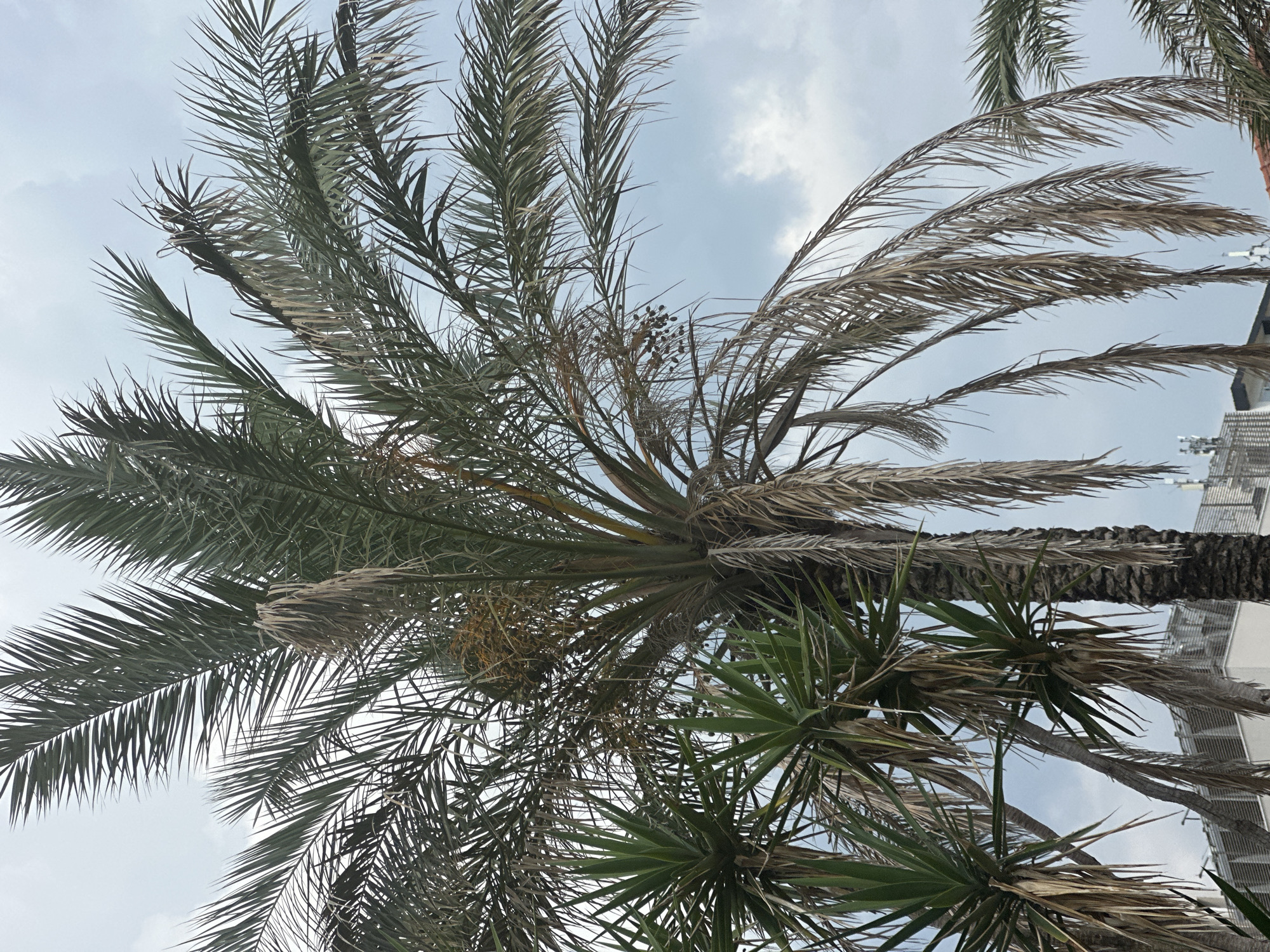 The image shows a close-up view of several palm trees against a cloudy sky. In the foreground, the fronds of a large palm tree dominate the frame, with some appearing green and healthy, while others are dried and brown, hanging downwards. To the left, two smaller, spiky green plants, possibly Yucca, are visible. In the background, glimpses of urban structures, including buildings with rooftop antennas and a red-tiled roof, suggest an outdoor setting in a populated area. The overall impression is of a somewhat overcast day, with the natural elements of the palm trees contrasting with the man-made environment. The scene is located in Boreti, Montenegro.