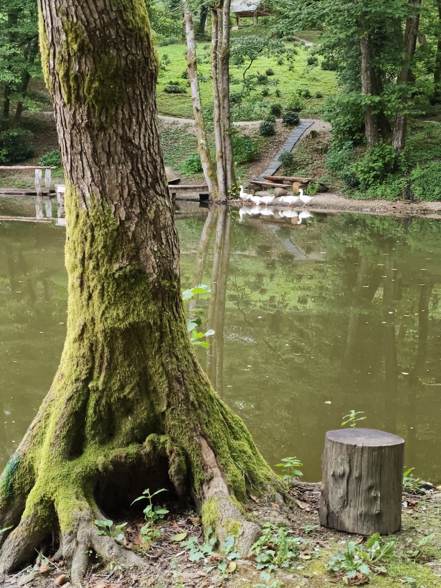 A picturesque, overcast scene at Kalinovoye Ozero, Russia, features a tranquil lake reflecting the lush green surroundings. In the foreground, a large, moss-covered tree trunk dominates the left side of the frame, its gnarled roots exposed and a small hollow at its base. To the right of the tree, a weathered wooden stump stands like a natural seat. Along the lake's edge, a group of white geese is gathered, their reflections shimmering on the water's surface. The background reveals a gently sloping embankment dotted with greenery and a winding pathway leading up to a wooden structure. The overall atmosphere is serene and natural.