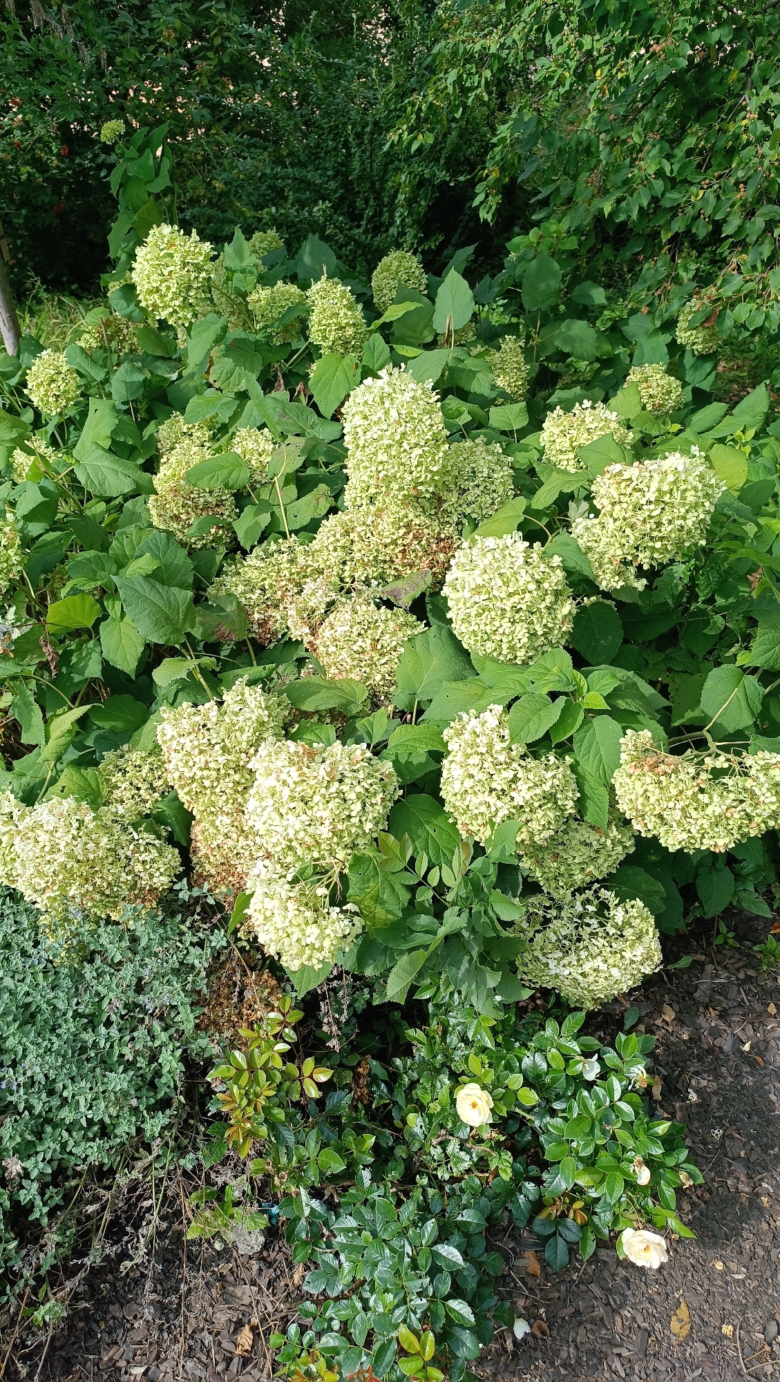 A dense, overgrown garden bed is depicted in this full-frame, eye-level, medium-shot photograph. The primary subjects are large clusters of light green hydrangeas, their spherical flower heads dominating the upper and central portions of the image. The hydrangeas are lush and full, surrounded by dark green foliage. In the lower left quadrant, a low-growing, ground cover plant with small, light green leaves is visible. To the right of this, a rose bush with a single, pale yellow rose in bloom is present, with another bloom visible in the far right lower corner. The ground beneath the plants is covered in dark mulch and scattered dry leaves. The scene appears to be a garden in a residential or public park area, likely within the city of Samara, Russia, given the context provided. No people are present in the image. The lighting suggests it is daytime, with the sun casting some shadows.