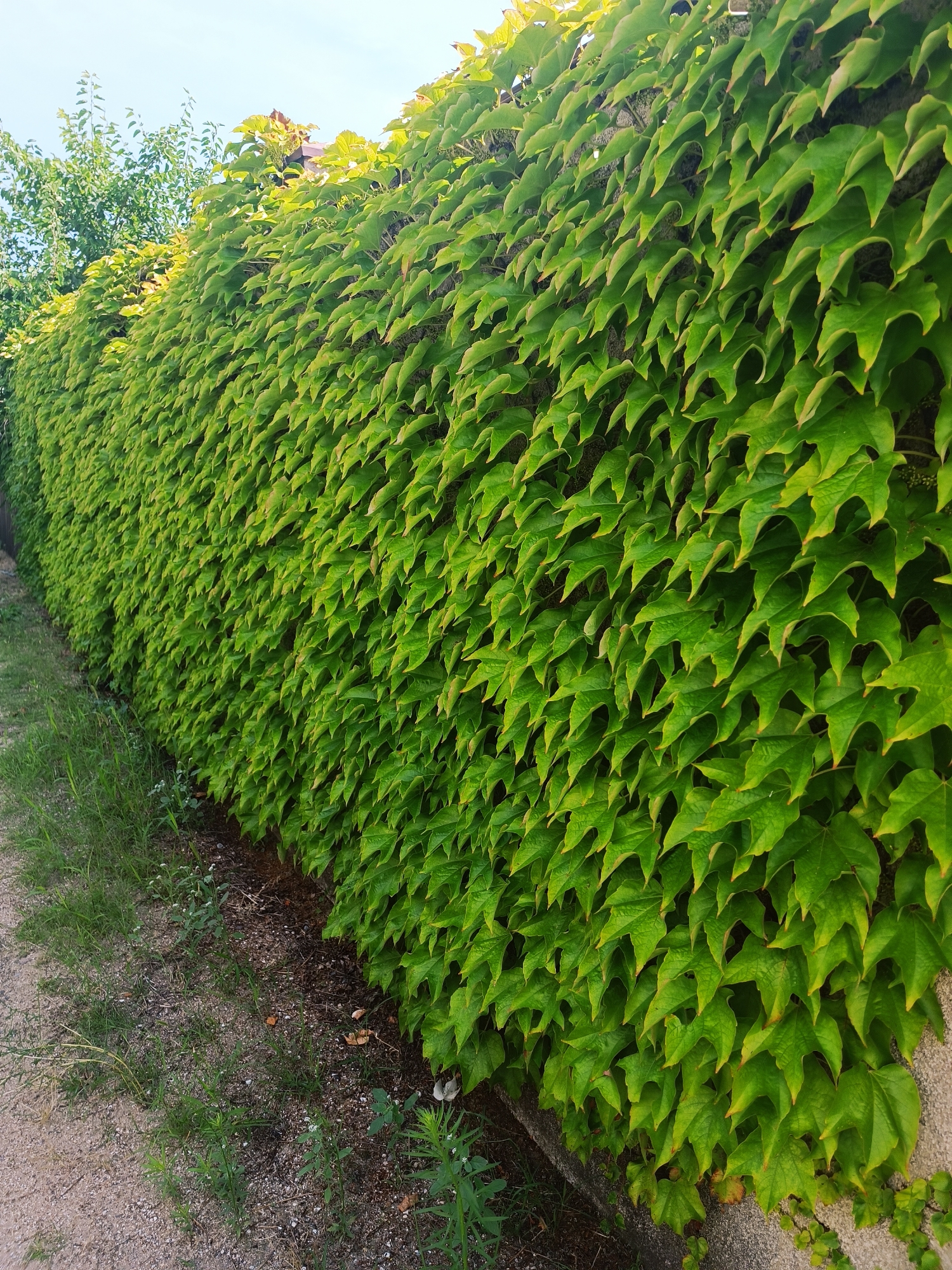 A long, overgrown wall of green ivy climbs up a textured, concrete structure. The ivy leaves are vibrant green, some with hints of yellow and red at the tips, creating a dense, textured canopy. A narrow dirt path runs along the base of the wall, bordered by sparse grass and weeds. In the background, a tall tree with green leaves can be seen peeking over the ivy-covered wall. The sky above is a clear, pale blue.