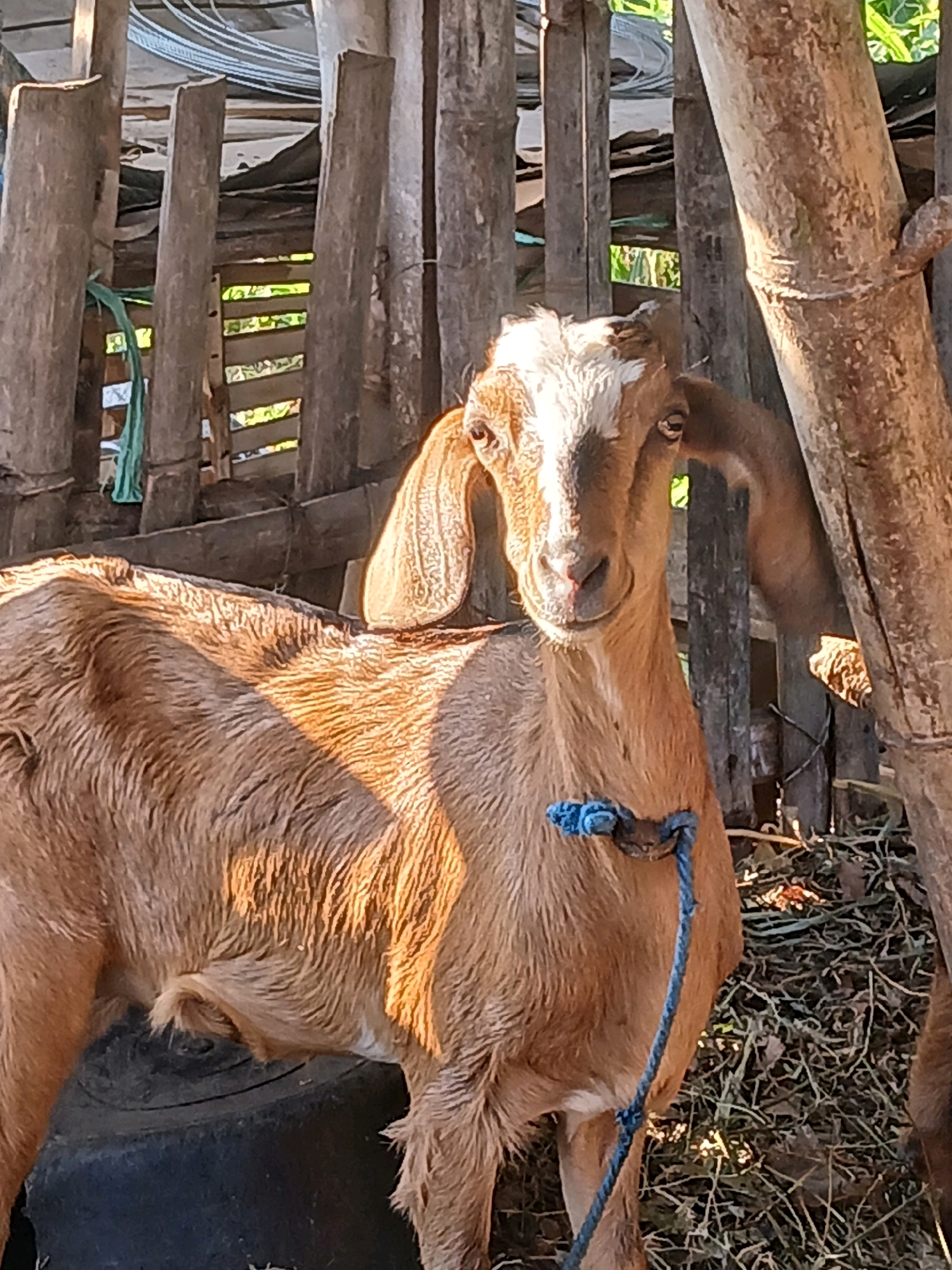 A light brown goat with white markings on its head stands in a rustic enclosure in Belotan, Indonesia. The enclosure appears to be constructed from weathered wood and bamboo posts. The goat is facing the camera, with its ears perked and a blue rope tied around its neck. The ground within the enclosure is covered with dry grass and some scattered debris. Sunlight casts shadows across the goat and the enclosure, suggesting it is daytime. The background shows more wooden fencing and some greenery peeking through the gaps.