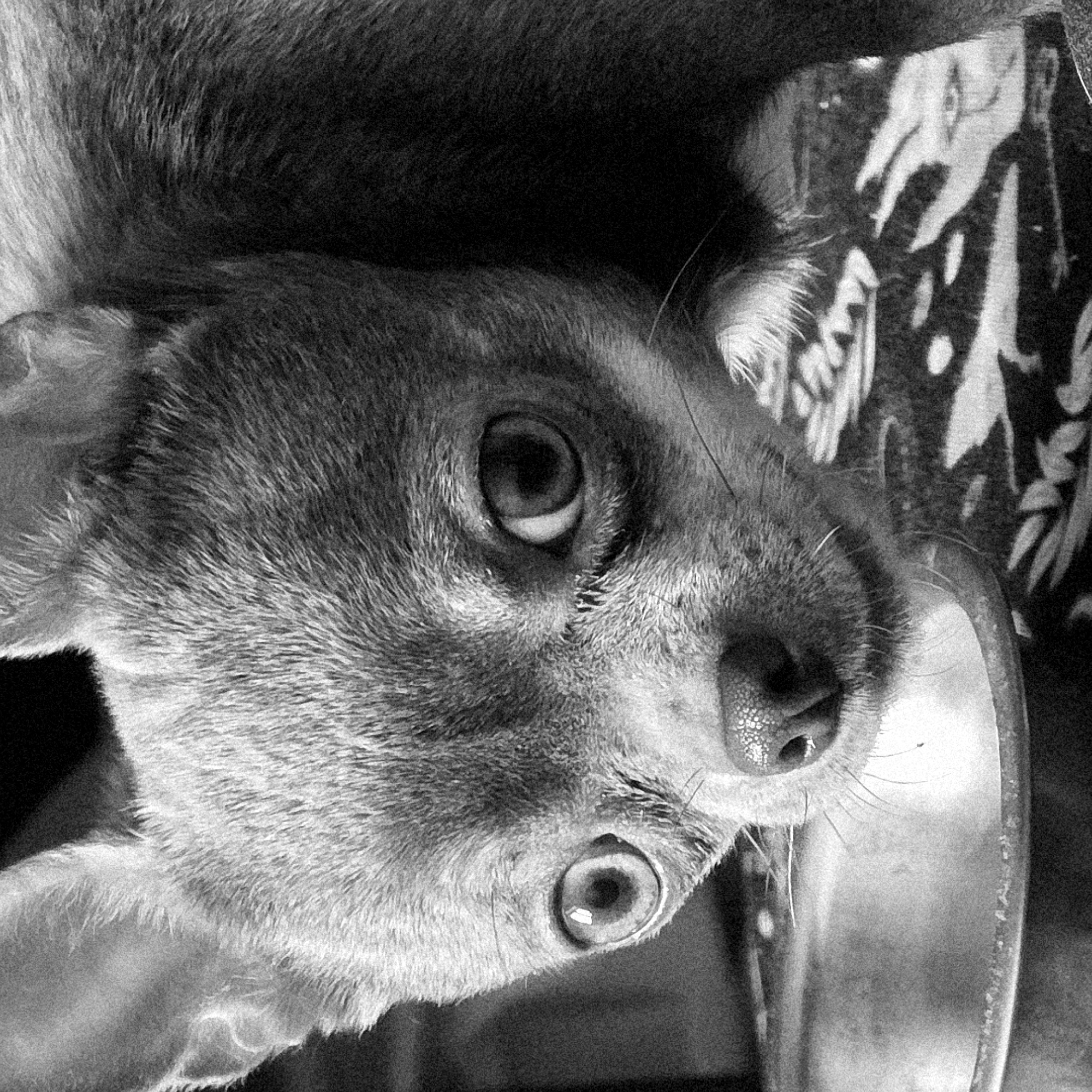 A black and white close-up image depicts a domestic cat, facing upwards. The cat has short fur and large, round eyes. Its nose and whiskers are also prominent. The cat is positioned near a metal bowl, possibly a food or water dish. In the background, there is a patterned fabric or material. There is no information in this image to connect it to the city of Saint Petersburg, Russia.