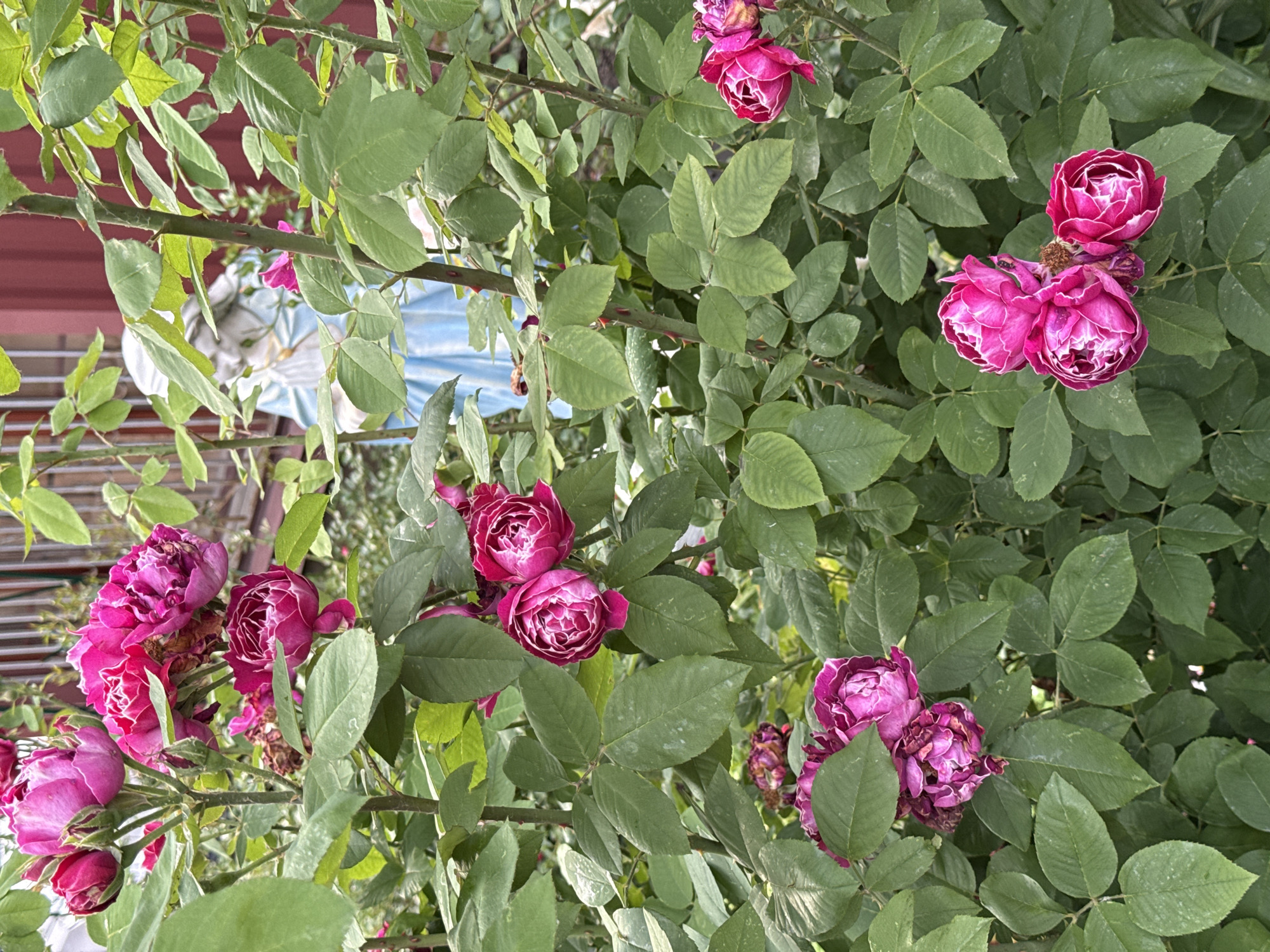 The image depicts a close-up view of a rose bush with vibrant pink and magenta blooms. The roses are in various stages of development, with some fully open and others still in bud. Lush green leaves surround the flowers, some of which show a light dusting of white. In the background, partially obscured by the foliage, is a statue of a person, possibly a religious figure, draped in a blue garment. Behind the statue, a red building with wooden detailing is visible. The scene appears to be outdoors, likely in a garden setting within Moscow, Russia, though specific identifiable landmarks are absent.