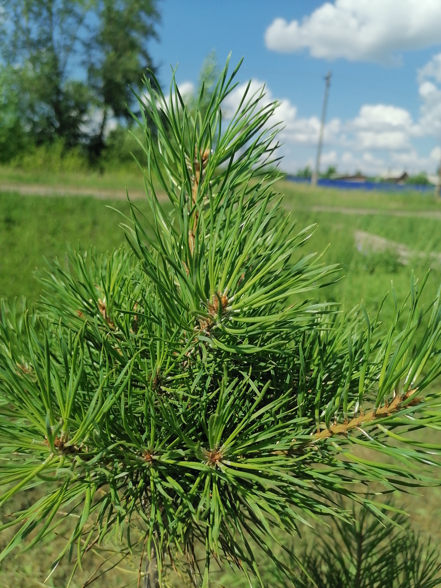 The image is a close-up shot of a pine tree branch with needles in focus. The background is blurred, showing a grassy field, a path, trees, a blue fence, houses, and a utility pole under a bright blue sky with white clouds. The scene appears to be outdoors on a sunny day, likely in the afternoon, given the lighting. The location is identified as Novoseletsk, Russia. There are no people or specific activities depicted, only the natural scenery. The pine needles are a vibrant green, and the branch has small brown buds. The overall impression is one of a peaceful, rural summer day.