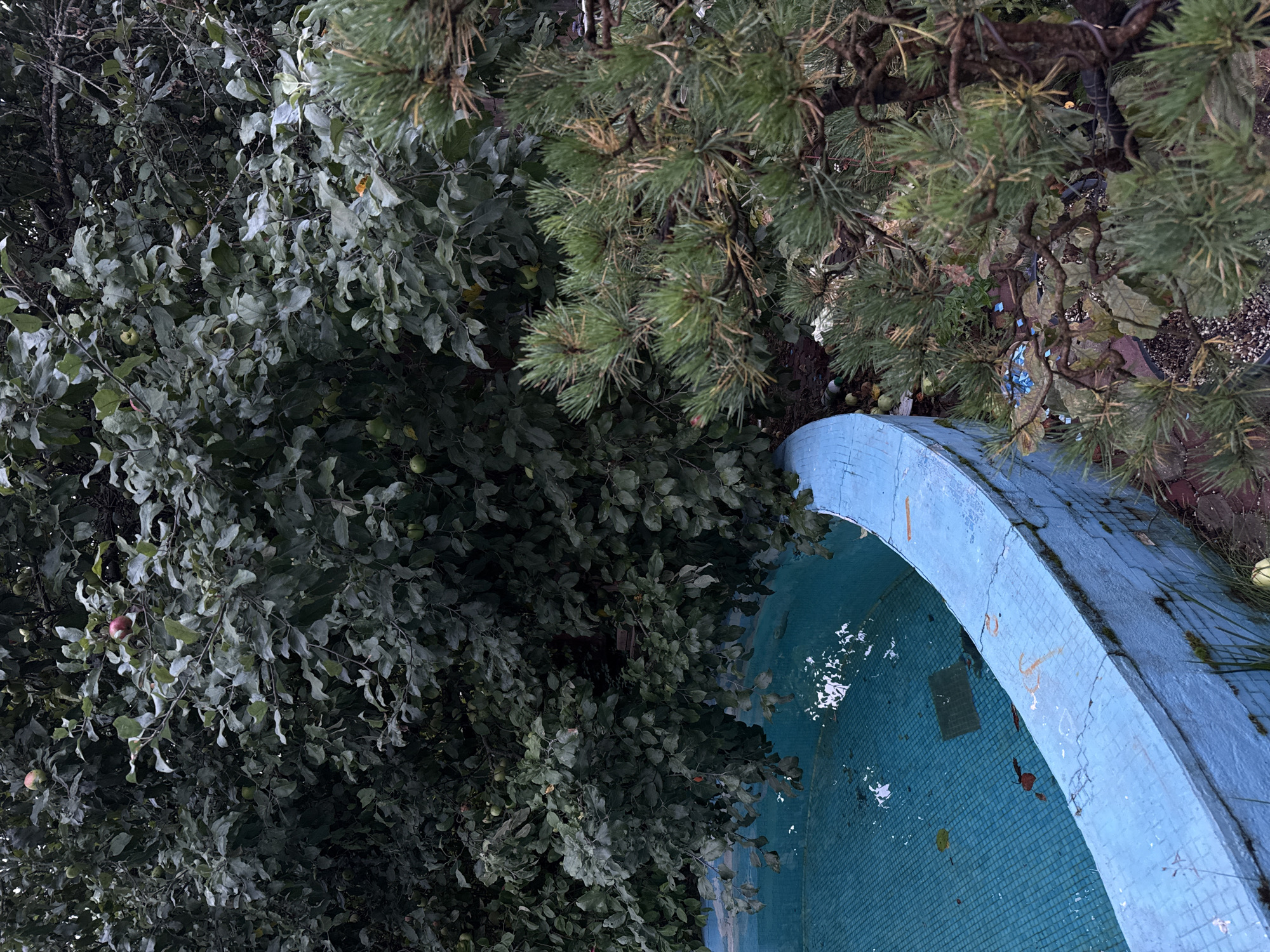 In an outdoor scene in Khliupino, Russia, a partially filled circular pool with blue mosaic tiles is bordered by a light blue concrete rim. The pool contains murky water with fallen leaves and debris floating on the surface. Overhanging the pool is a dense, dark green leafy tree, with several red apples visible among the foliage. To the right of the pool, a close-up view of a bonsai tree with green needles and gnarled brown branches is visible. The ground around the pool appears to be a mixture of brick and dark soil. The overall lighting suggests an overcast day. There are no people or animals clearly visible in the image.