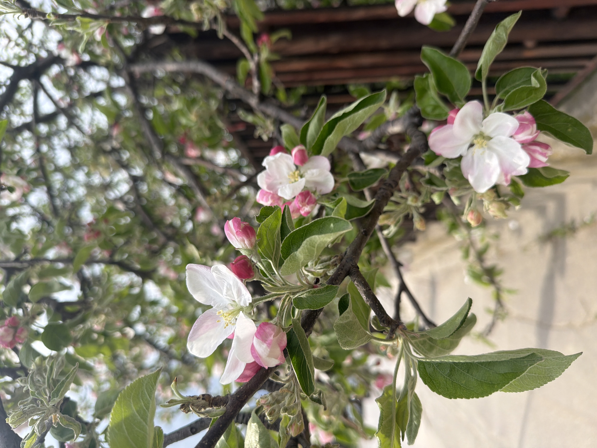 The image depicts a close-up view of flowering apple tree branches with white and pink blossoms. Green leaves are interspersed among the flowers and buds. In the background, a blurry network of branches and possibly a wooden structure can be observed. It is not possible to determine the location in the city of Sofia, Bulgaria based solely on this image. The image does not depict people, actions, or interactions.