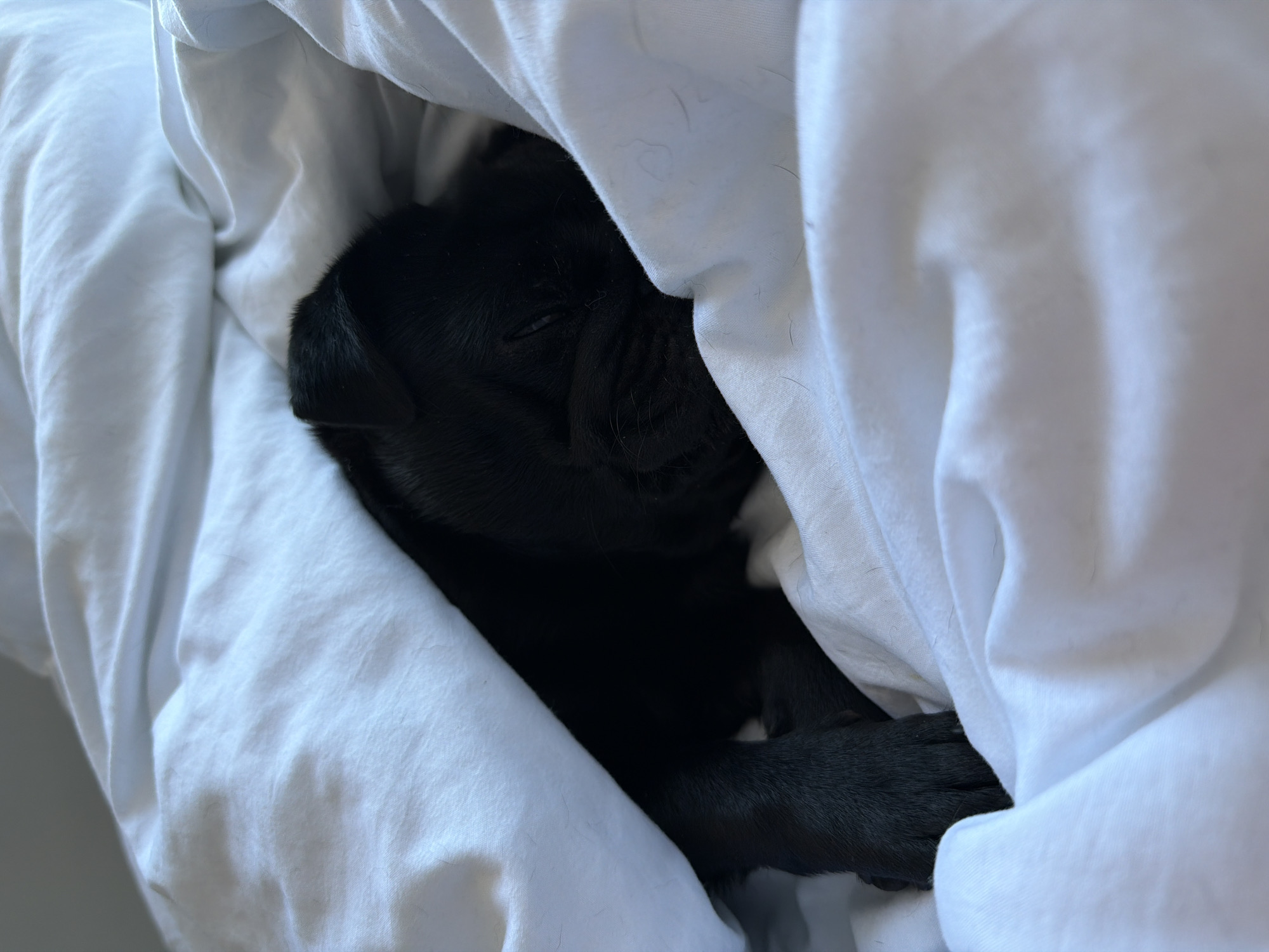 A black pug puppy is sleeping snugly under a white duvet. The puppy's eyes are closed, and its face is nestled into the soft fabric. One of the puppy's paws is visible, resting on the duvet. The scene is indoors, likely a bedroom, with the light suggesting it could be daytime. The overall mood is peaceful and cozy. No text is visible in the image.