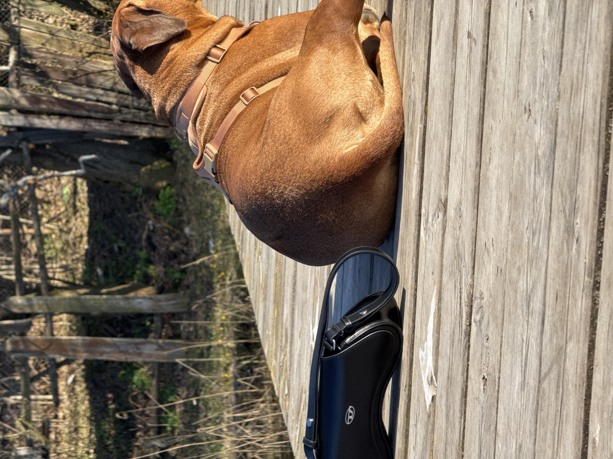 A medium-sized, brown dog wearing a harness lies on a wooden deck. A black leather bag with a shoulder strap rests next to the dog. The deck appears to be part of a walkway or platform, with vegetation visible in the background. The scene is outdoors, likely in Bol'shoye Kozino, Russia.