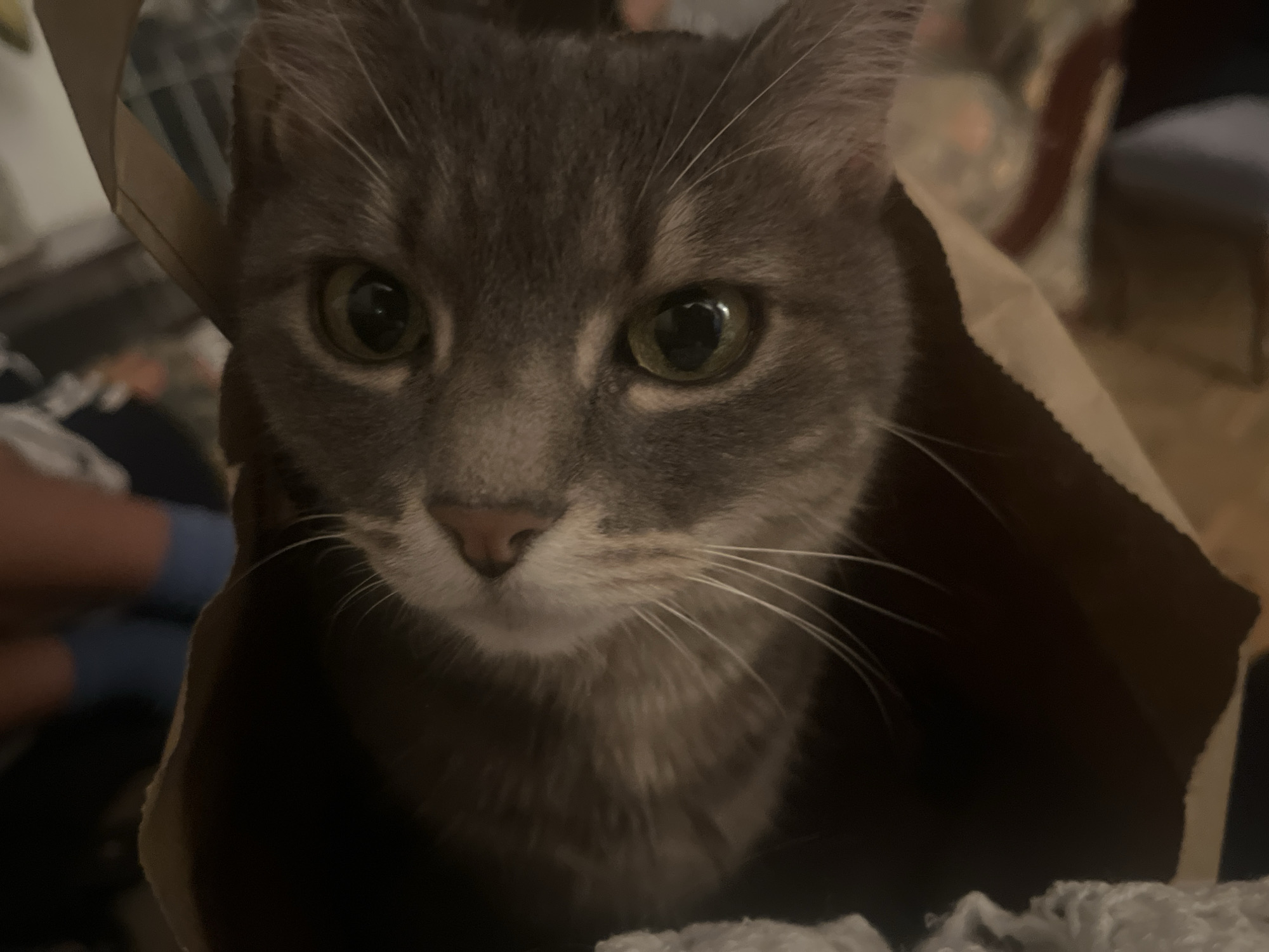 A close-up shot shows a gray tabby cat positioned inside a brown paper bag. The cat's face is the primary focus, with its green eyes staring directly at the viewer. The cat's whiskers are prominent and white. The edges of the brown paper bag frame the cat's face. A glimpse of what appears to be a white or light-colored blanket or cloth can be seen at the bottom of the bag near the cat's chest. The setting and information about Barcelona, Spain, are not discernible in the image.