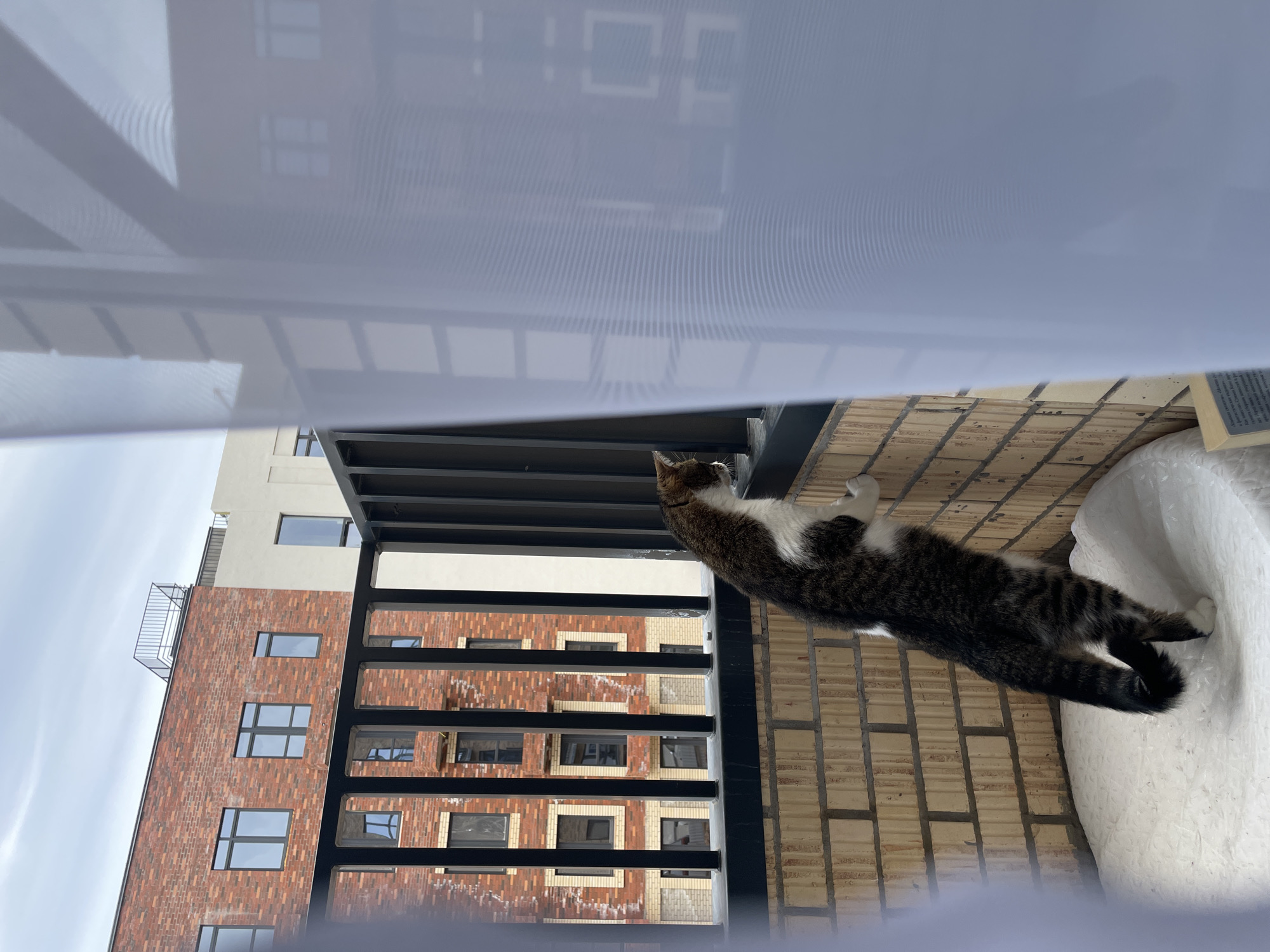 A cat with dark tabby and white fur lies on a brick balcony next to a white, beanbag-like object. Behind the balcony is a dark, wrought-iron railing, through which a brick building with windows is visible. In the foreground are light, semi-transparent curtains. The image was likely taken in Pervomaysky, Russia, as requested.