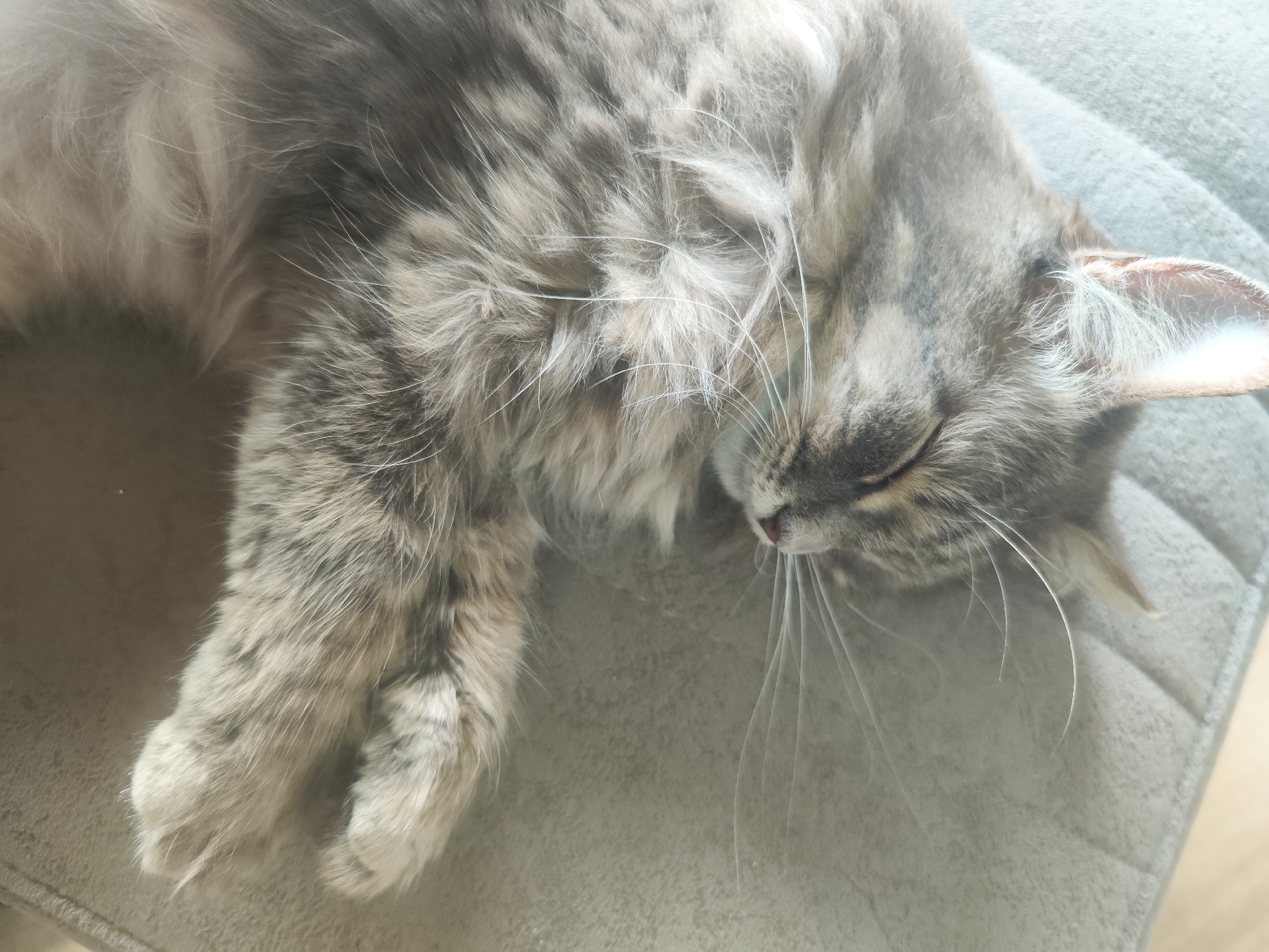 A gray tabby cat is asleep on a gray cushion. The cat is lying on its side, with its paws outstretched. The location is not identifiable as the city of Chaikovsky, Russia. There are no people present in the image.