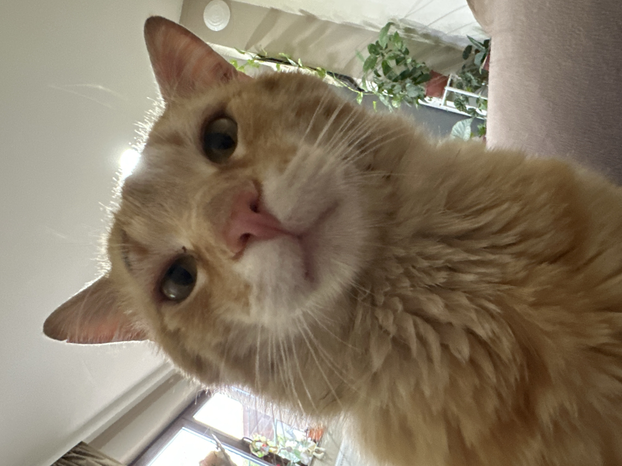 A close-up, slightly angled upward shot of a light orange tabby cat. The cat's face dominates the frame with its eyes, nose, and whiskers in focus. A window is visible in the bottom left corner, and greenery can be seen in the background near the top of the frame. A bright light source is illuminating the scene from the top left. Part of a light-colored sofa is visible in the upper right. The location is not identifiable.