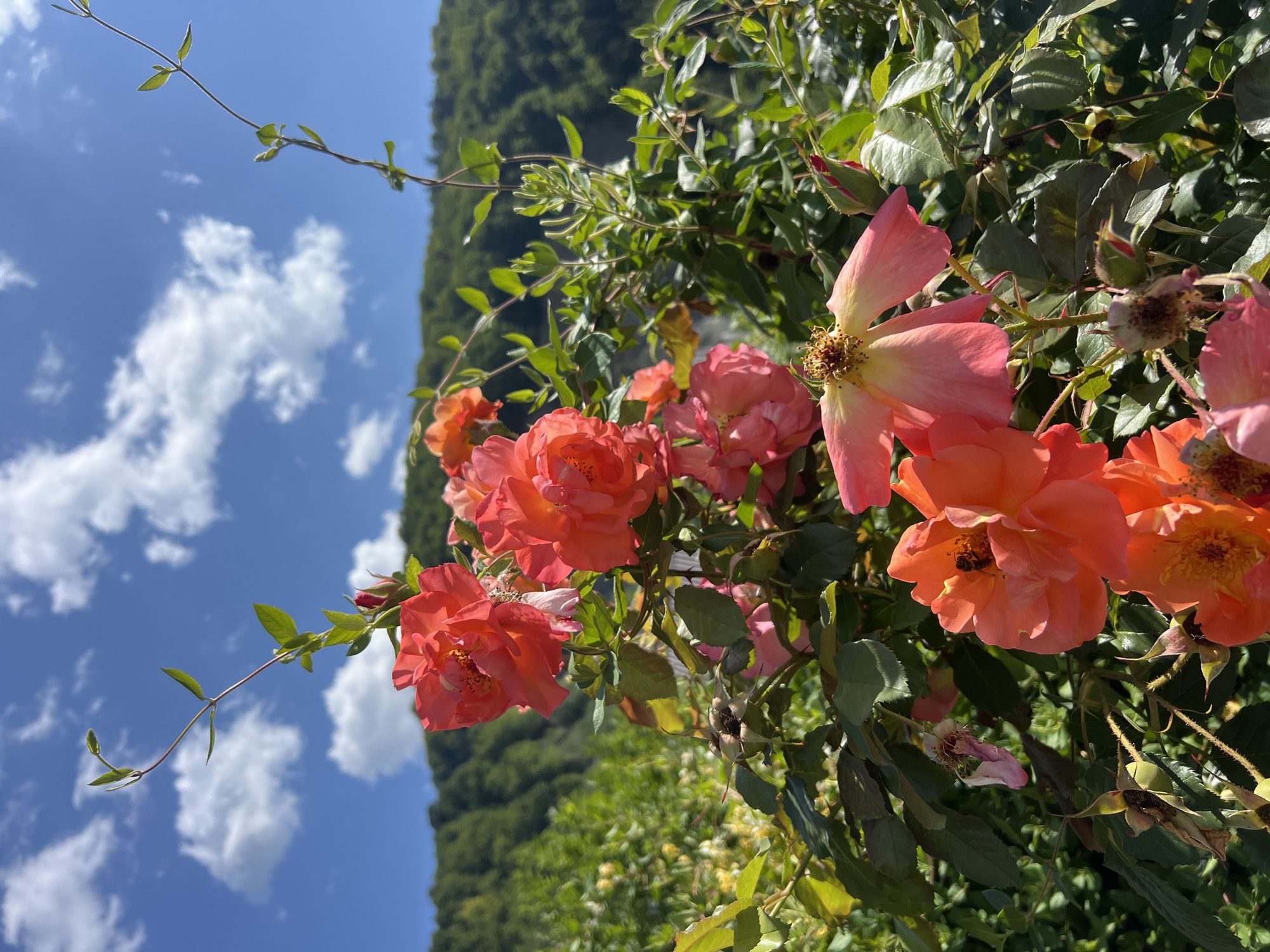 An outdoor, medium shot captures a cluster of vibrant coral-colored roses in the foreground against a backdrop of lush green foliage and a distant, tree-covered mountain under a bright blue sky with scattered white clouds. A delicate green vine extends upwards from the roses towards the sky. The roses are in various stages of bloom, with some fully opened and others budding. A small bee is visible on one of the open roses. The scene is likely located in Yaremche, Ukraine, a city known for its natural beauty and mountainous landscape. The lighting suggests it is daytime.