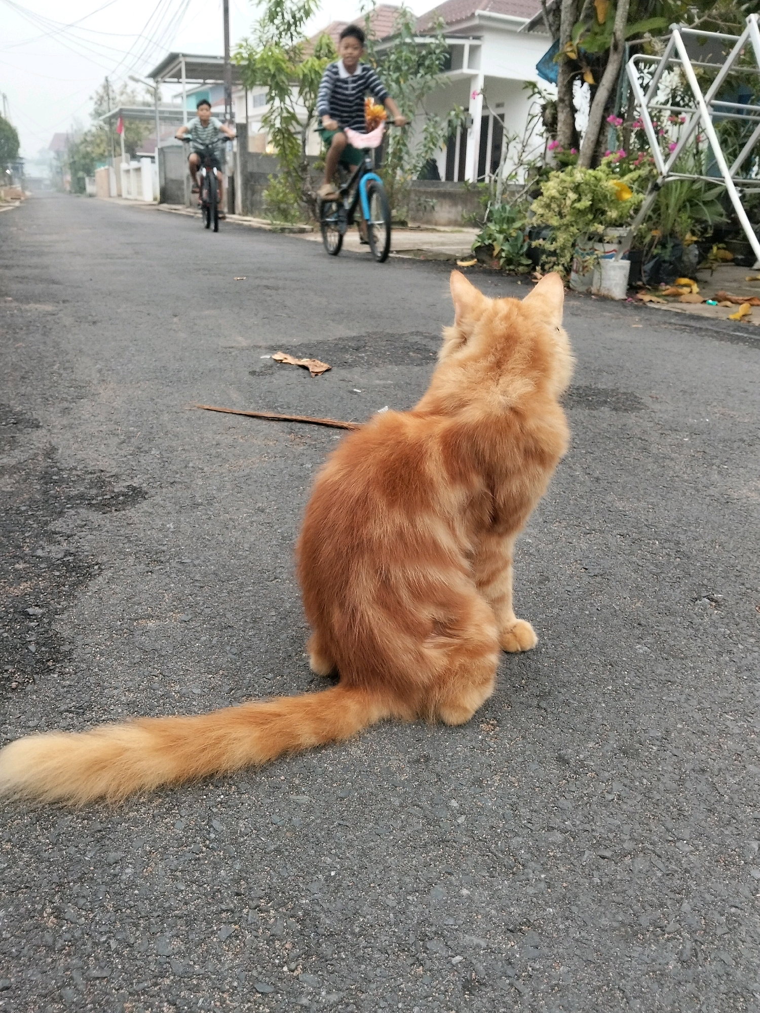 In Arang Limbung, Indonesia, an orange cat sits facing away from the camera on a paved street. The cat's tail extends across the asphalt. In the background, two young boys ride bicycles. The boy on the right is closer and appears to be wearing a striped shirt and shorts, with a basket on his handlebars. The boy on the left is further away and also on a bicycle. Houses and trees line the street, and a clothesline rack is visible on the right side of the frame. The sky is overcast.