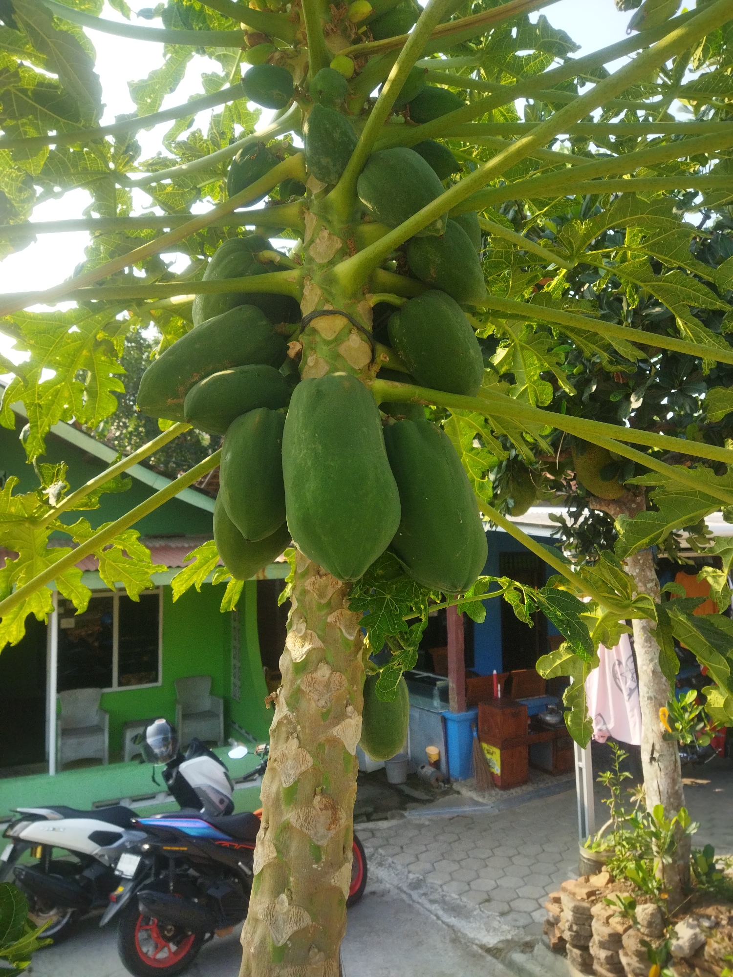 This image depicts a papaya tree laden with unripe green papayas, positioned in front of a vibrant green building. The scene appears to be set in a residential area, possibly a yard, with a paved walkway in the foreground. Two motorbikes are parked near the building, one predominantly white and black, the other black with red accents. A black helmet rests on the seat of the white motorbike. The building has windows and appears to be single-story. The background suggests a semi-rural or suburban environment with more trees and foliage. The lighting indicates it is daytime, with sunlight filtering through the leaves of the papaya tree. The image captures a slice of everyday life in Wonogiri, Indonesia, showcasing a common sight of fruit-bearing trees in residential settings.