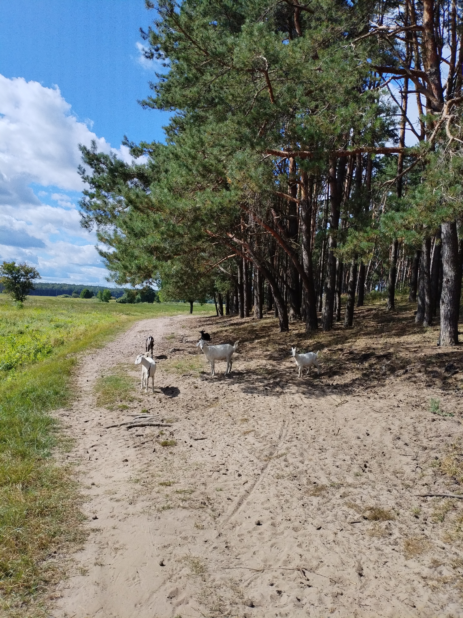 The image depicts a dirt road winding through a sandy area with a dense pine forest on the right and a grassy field on the left. Several goats are visible on the road, with three in the foreground: two white goats and one dark-colored goat. Further back, a black goat is partially visible near the edge of the forest. A person in dark clothing can be seen in the distance on the road. The sky is blue with scattered white clouds. The overall scene appears to be a rural or natural landscape, likely in the vicinity of Bialynichy, Belarus.