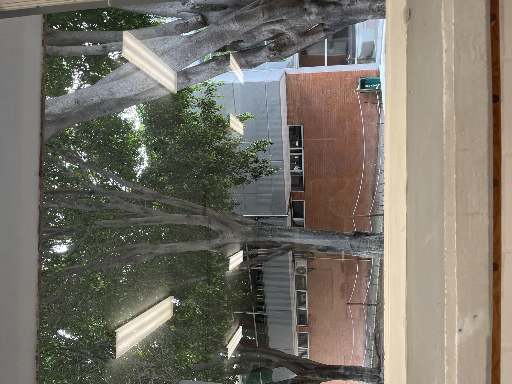 The image shows a view through a window, possibly a window in Puebla, Mexico. Outside the window is a large tree with thick, gray branches and green foliage. The tree obscures some of the view, but a building can be seen behind it. The building has a mix of gray and red brick exterior, with several windows visible. The building appears to be a multi-story structure, and there is an "ORGANIZ-OF" sign partially visible on the building. The view is taken through what seems to be an interior lighting fixture as the horizontal white bar, likely a fluorescent light, is reflecting on the window. The presence of the window frame suggests that the image was captured from inside a building.