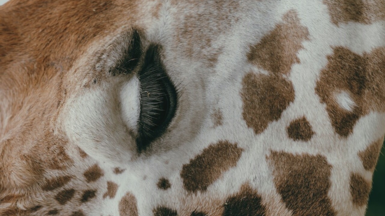The image is a close-up, eye-level, vertical shot of a giraffe's face. The giraffe's eye is closed, revealing long, dark eyelashes. The fur of the giraffe is visible, with its distinctive pattern of brown patches on a white background. The texture of the fur is soft and dense. The lighting is natural and appears to be soft, with no harsh shadows. The background is out of focus and appears to be a muted green, possibly suggesting foliage. The overall impression is one of peace and tranquility. The image is not located in a city, but rather in an outdoor environment, likely a savanna or zoo.