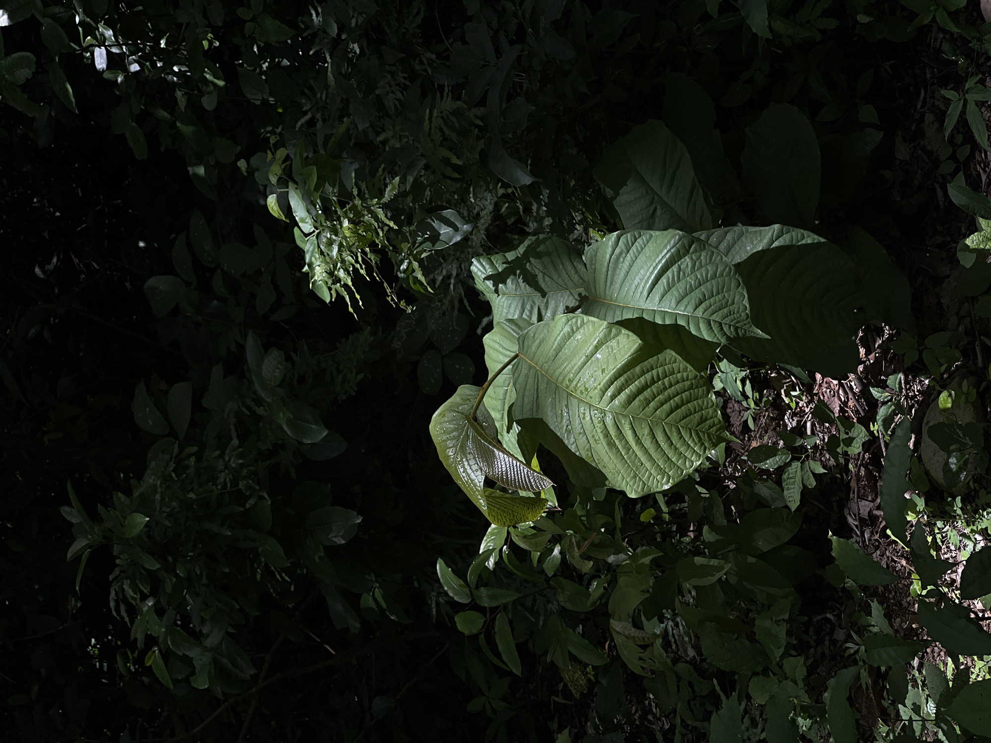 This media file depicts a close-up view of lush green foliage in a dimly lit natural setting, likely a forest or dense garden. The scene is dominated by large, textured leaves, some of which are brightly illuminated by a spotlight, highlighting their intricate vein patterns and water droplets. The background is mostly dark and shadowed, with only hints of other leaves and the forest floor visible. The overall impression is one of dense vegetation and natural beauty, possibly captured during twilight or under a canopy where light penetration is limited. There are no people or discernible objects other than the plants. The location is identified as Altagracia, Nicaragua. No text is visible in the image.