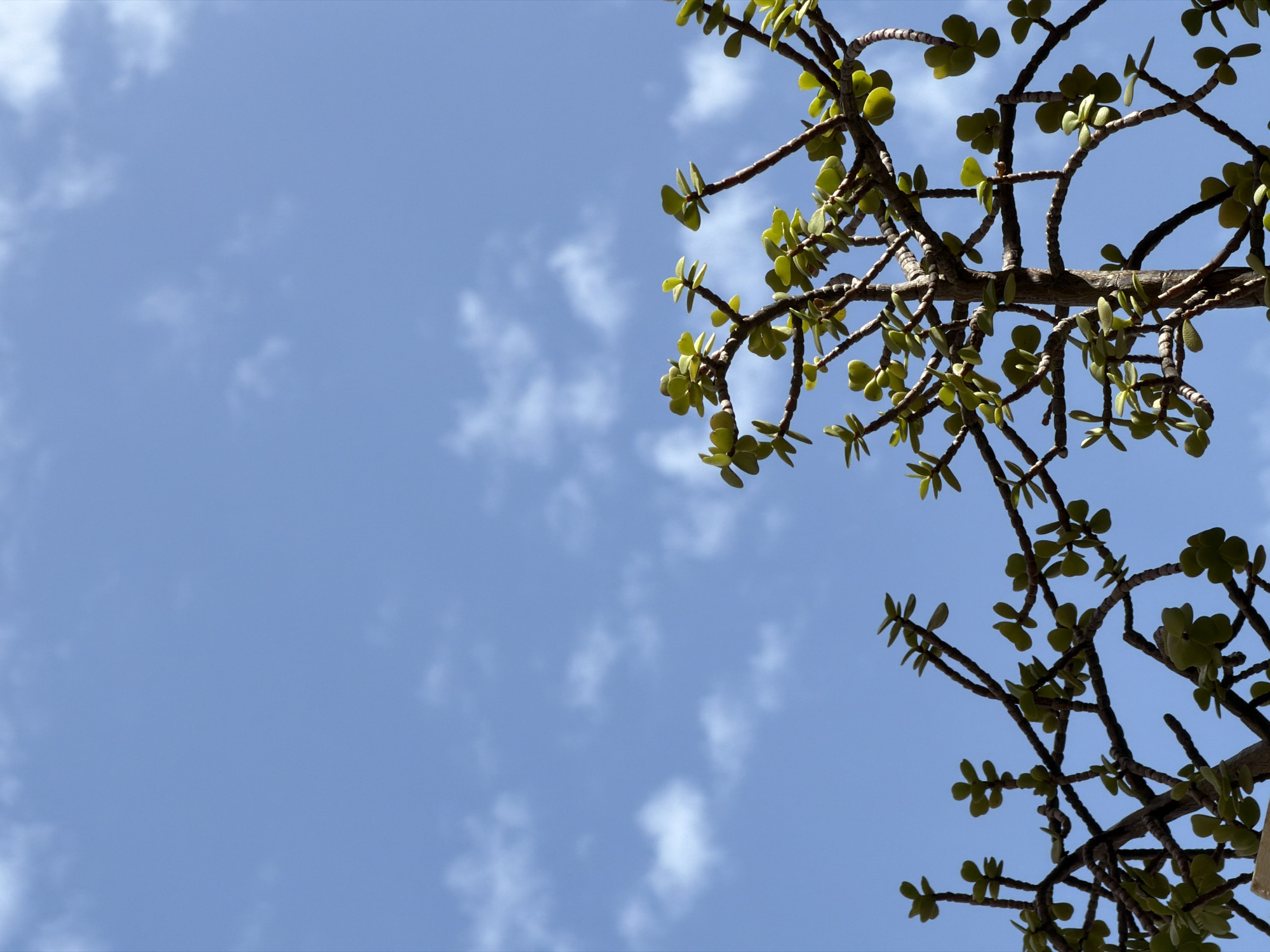 The image shows a close-up, low-angle shot of a jade plant against a bright blue sky with sparse white clouds. The plant's branches, bearing small, oval-shaped green leaves, fill the lower portion of the frame. The sky occupies the upper two-thirds of the image. There are no people or man-made objects visible in this natural scene, and no specific location within Barcelona, Spain, can be identified.