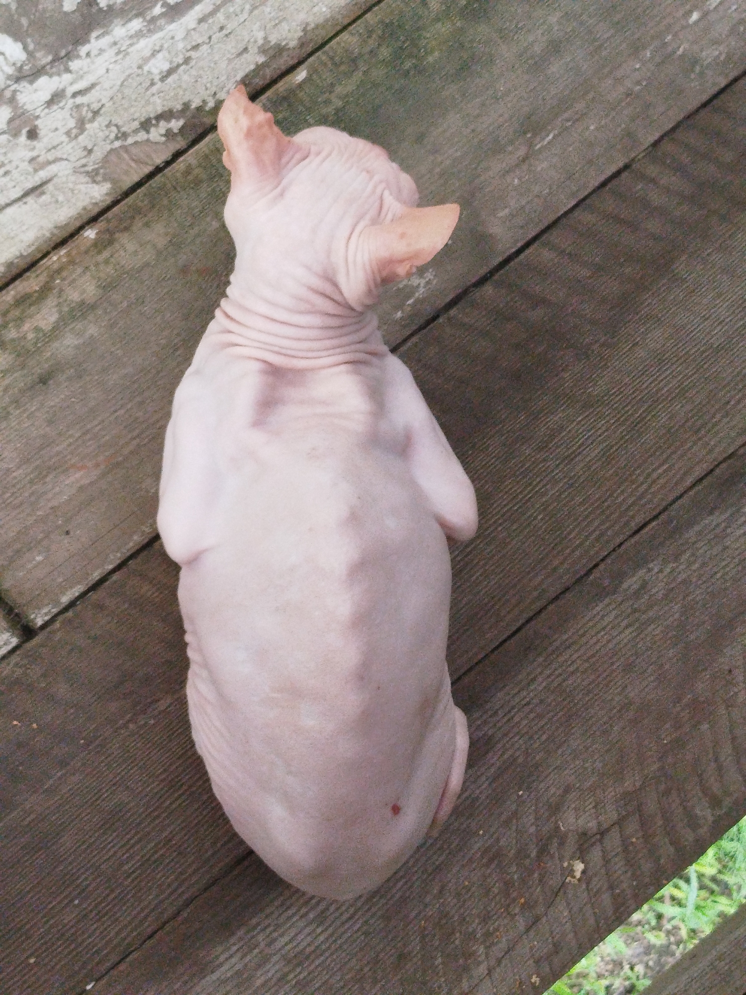 A top-down, close-up shot shows the back of a hairless cat, likely a Sphynx breed, sitting on a weathered wooden surface. The cat is light pink with visible wrinkles on its neck and body. Its ears are large and pointed, and its tail is curled around its body. The wooden surface appears to be made of planks, with visible grain and some peeling paint on the upper left section.
The cat is stationary, sitting with its head turned to the left, away from the camera. The lighting suggests it's daytime, possibly outdoors, given the presence of some greenery visible in the lower right corner of the frame, indicating a natural setting. The environment appears rustic and possibly rural, consistent with the Zavodoukovsk, Russia location context. There is no visible text in the image. The mood is calm and still, focusing entirely on the texture and form of the cat and its wooden surroundings.
