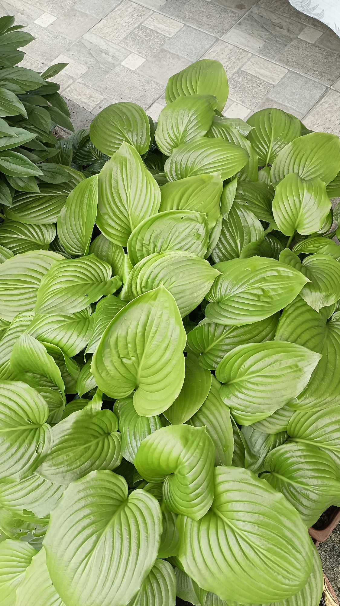 The image shows a cluster of vibrant green Hosta plants, characterized by their broad, prominently veined leaves. The plants appear to be growing densely, with leaves overlapping each other. In the upper left corner, another grouping of similar foliage is visible, partially obscured. The plants are situated on a surface of gray, rectangular tiles. The image was taken at an unknown location but specified to be in the city of Muzga, Bulgaria. No people, animals, or objects are present.