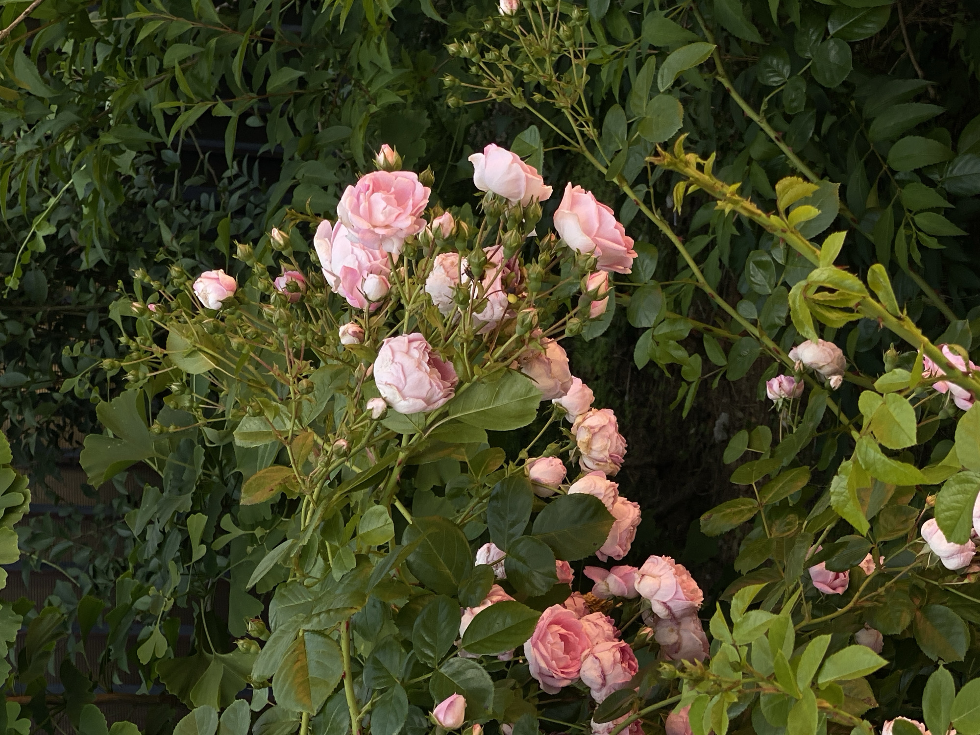 The image presents a close-up, high-angle view of a vibrant rose bush abundant with light pink flowers and buds, set against a dense backdrop of various green foliage. The scene depicts a flourishing garden in Sochi, Russia.
The primary subjects are the numerous roses, characterized by their soft, delicate pink petals. Many roses are fully open, displaying their layered, ruffled forms, while others are partially open, and a significant number of tight, ovate buds are visible, indicating ongoing growth and bloom. The colors of the roses are predominantly a pastel pink, with some showing slightly darker centers or fainter edges.
The rose bush itself features typical dark green, ovate leaves with serrated edges, and several thorny stems are noticeable. Surrounding and behind the main rose cluster is a rich assortment of other green plants. This background foliage includes leaves of varying shapes and sizes; some are elongated and pointed, while others, particularly on the left, appear to be distinctively fan-shaped, possibly from a Ginkgo tree, adding textural complexity to the greenery. The background is largely dark and indistinct, suggesting either deep shade or the dusk light filtering through dense growth.
The lighting is soft and diffused, indicating a time of day when direct sunlight is not harsh, possibly late afternoon or early evening, or an overcast day. There is no visible activity, people, or text within the frame. The overall impression is one of natural beauty, tranquility, and the abundant bloom of a healthy garden.