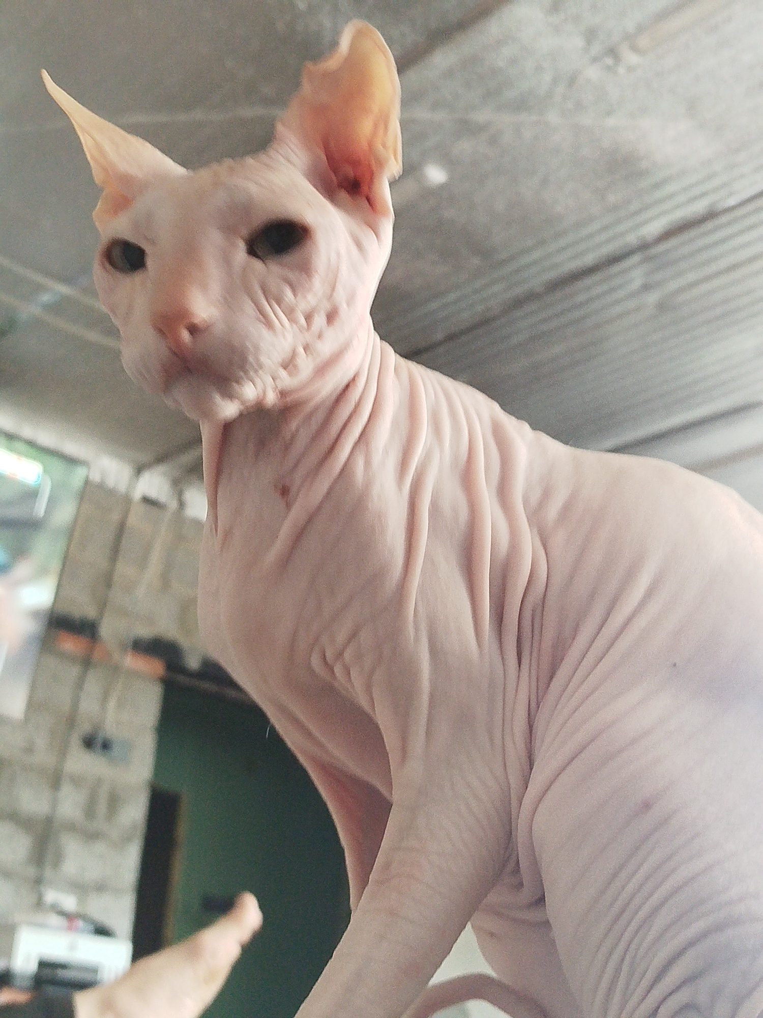 A close-up, low-angle photograph captures a pink Sphynx cat sitting indoors. The cat's skin is wrinkled, and its ears are large and pointed. The background is blurred, showing a corrugated metal ceiling and a wall with what appears to be a window or opening to the outside. A portion of a person's arm and hand is visible in the lower left corner of the frame, and it is unclear what the person is doing. The location of the image is unknown, and there is no indication it was taken in Zavodoukovsk, Russia.