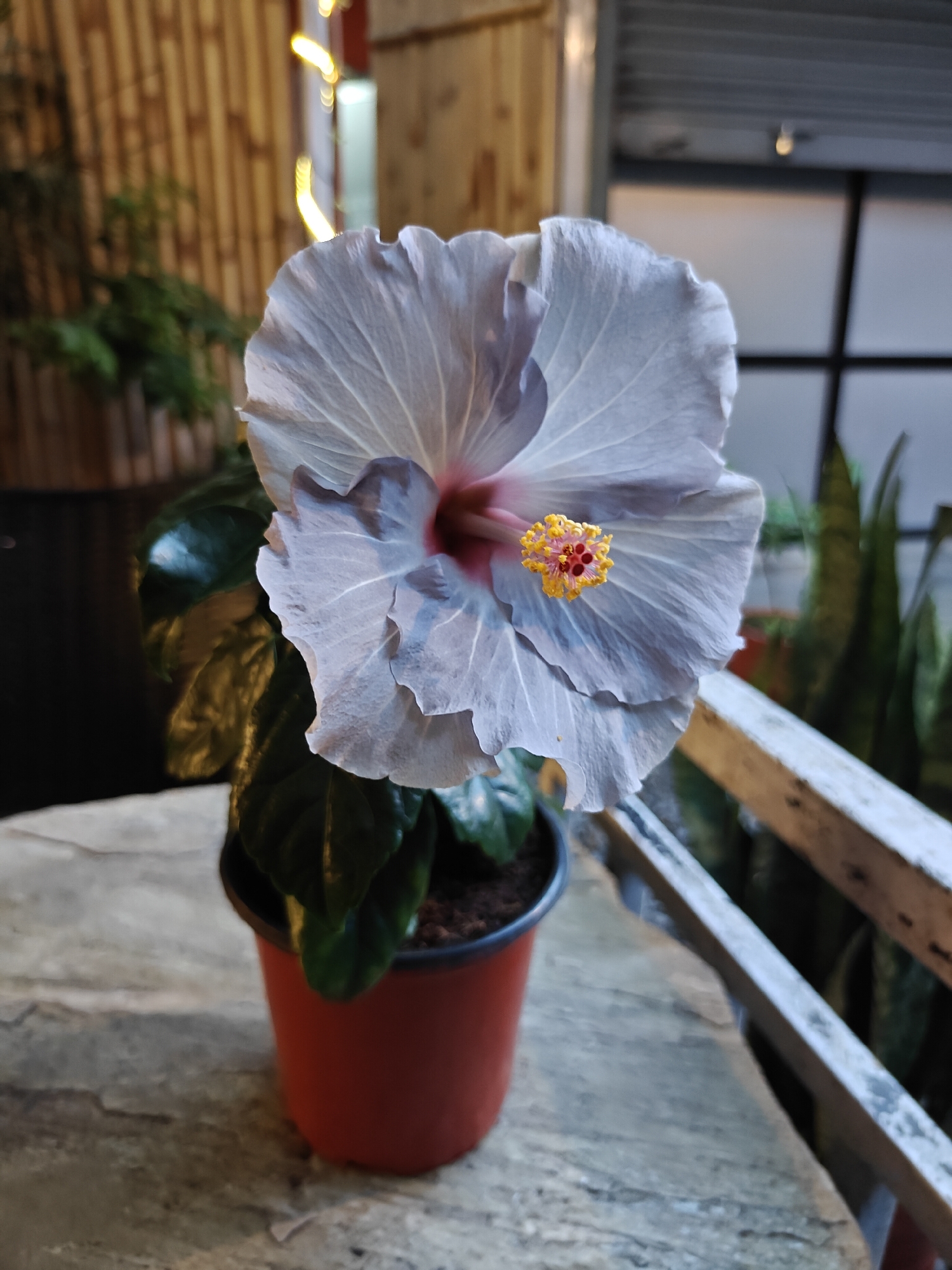 A close-up, head-on shot features a pale lilac hibiscus flower in full bloom, its delicate, ruffled petals tinged with hints of pink and deeper lilac towards the center. The stamen, a vibrant yellow tipped with red, stands out against the soft hues of the petals. The flower is potted in a small, terracotta-colored pot, visible in the lower half of the frame, with dark green, glossy leaves peeking out from behind the blossom.
The hibiscus is placed on a textured, stone-like surface, possibly a table or ledge, which appears slightly weathered. In the background, a bamboo-like screen with vertical wooden slats creates a warm, diffused light, suggesting an indoor or covered outdoor setting. Yellow string lights are visible, strung along the top of the screen, hinting at evening or a decorative ambiance. Beyond the screen, a blurry view shows more greenery, possibly other plants, and a glimpse of a grey, corrugated roof or structure. A light-colored wooden railing runs diagonally across the right side of the image, adding depth and context to the scene.
The overall lighting suggests it might be late afternoon or early evening, with a soft, ambient glow. The focus is sharp on the flower, highlighting its intricate details and ethereal beauty, while the background is softly blurred, drawing the viewer's attention to the main subject. No text is visible in the image.