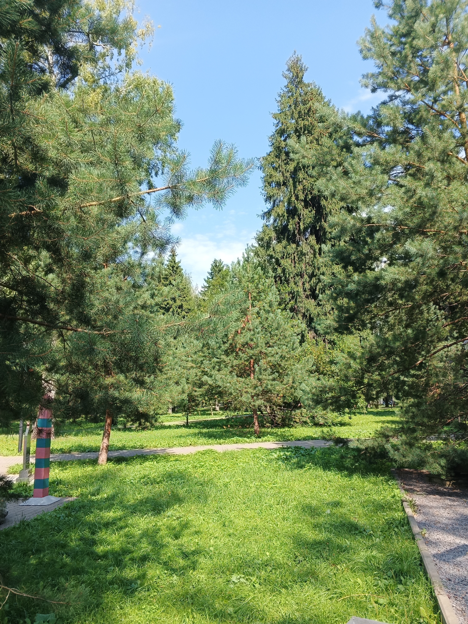 This is a vertical, eye-level, full shot of a park on a sunny day. The foreground is dominated by lush green grass, dappled with shadows cast by the surrounding trees. To the left, a path made of interlocking pavers winds through the grass. Along the edge of the path is a distinct, vertical marker with alternating colored bands of pink, green, and blue.
The midground features a variety of coniferous trees, primarily pines and what appears to be a spruce. The trees are dense and well-established, with their branches reaching towards the clear blue sky. The sky itself is bright with only a few wispy white clouds. In the distance, more trees and foliage can be seen, suggesting the park extends further. The overall impression is one of a peaceful, natural setting within an urban environment.
