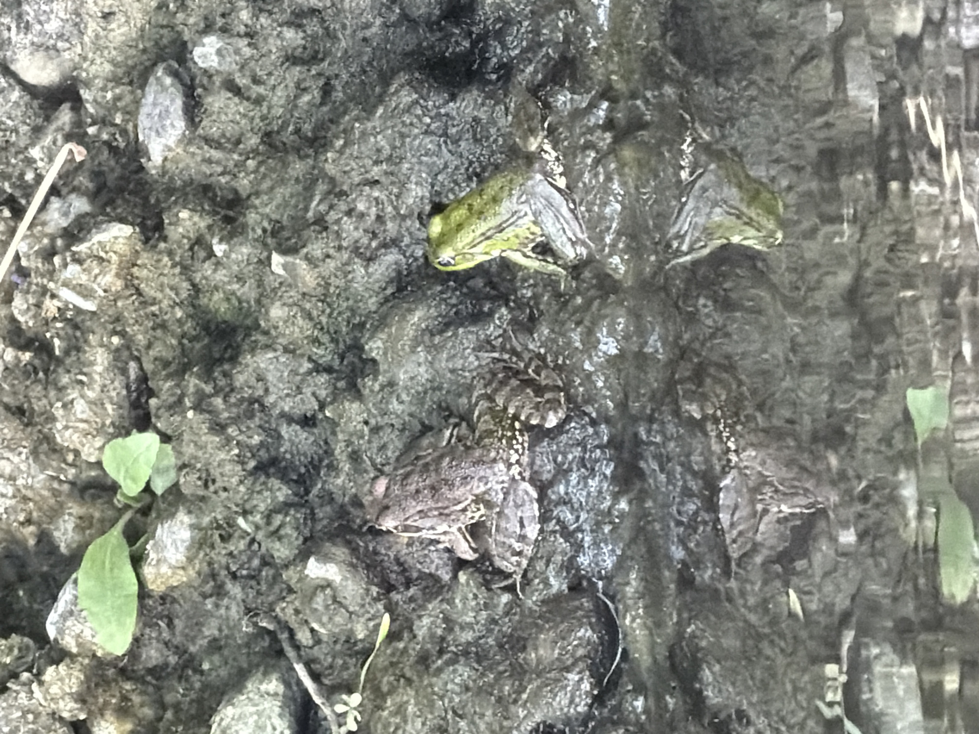 In Tournon-sur-Rhône, France, an image captures a shallow body of water adjacent to a muddy bank. Two frogs are visible in the scene. One frog, predominantly brown and speckled, rests on the muddy bank. To its right, a smaller, bright green frog is partially submerged in the water. The environment consists of dirt, rocks, and a few small green plants growing on the bank. The water's surface reflects the surrounding elements, creating a distorted view of the bank and vegetation.