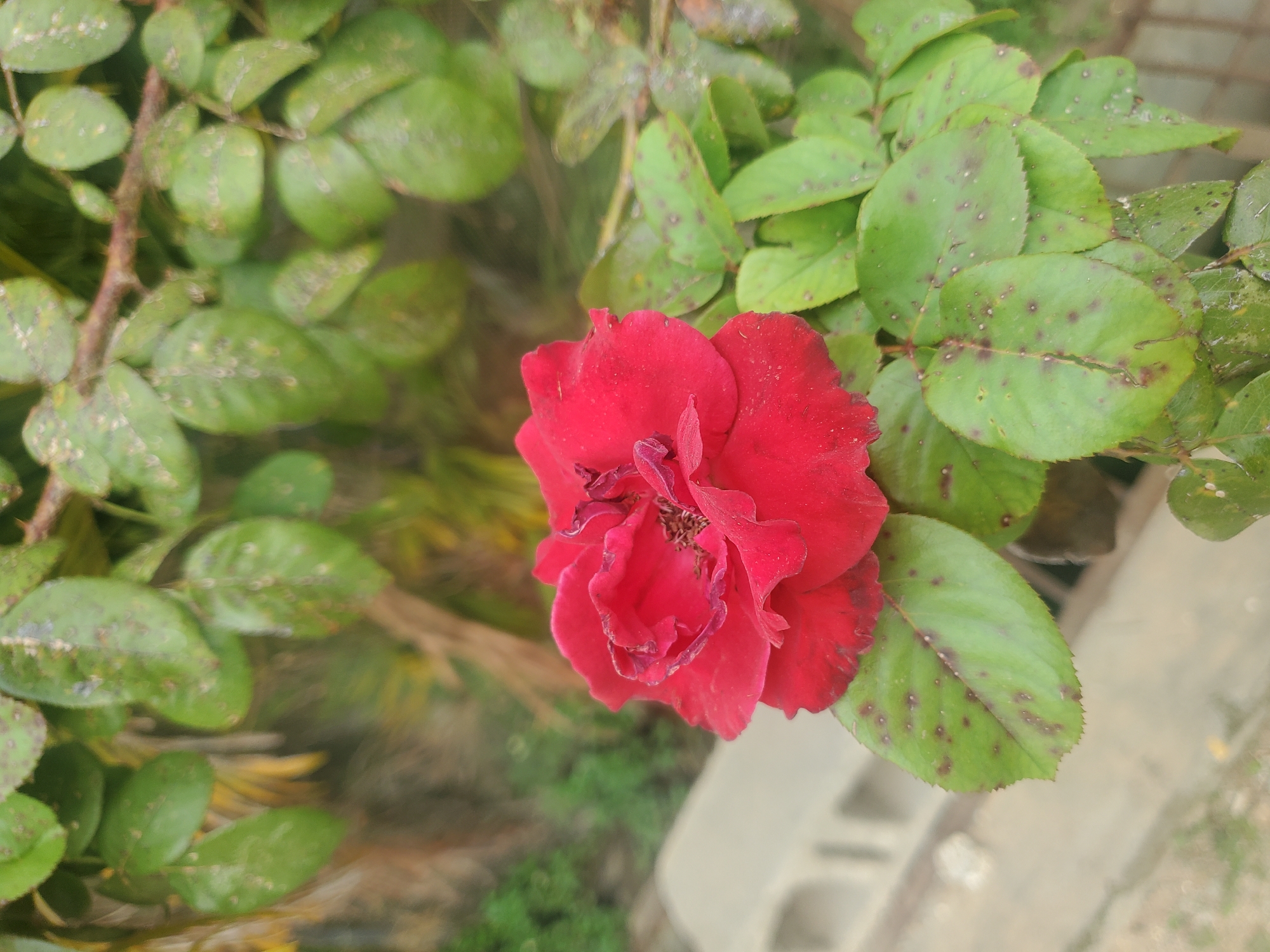 A close-up, low-angle, full shot of a vibrant red rose is presented, positioned in the lower right quadrant of the frame. The rose, with its petals unfurling, is partially obscuring the surrounding foliage. The leaves of the rose bush are a deep green, speckled with numerous small, dark brown spots, indicative of a fungal disease. The background is softly blurred, suggesting a shallow depth of field. To the left of the rose, a portion of a light-colored, rough-textured concrete block is visible, hinting at an urban or suburban setting. Beyond the concrete, a muted, out-of-focus landscape of greenery and possibly trees suggests the presence of a garden or park. The lighting appears to be natural, possibly overcast, casting a soft illumination on the scene. The image is captured in Barden Yana, Nigeria.