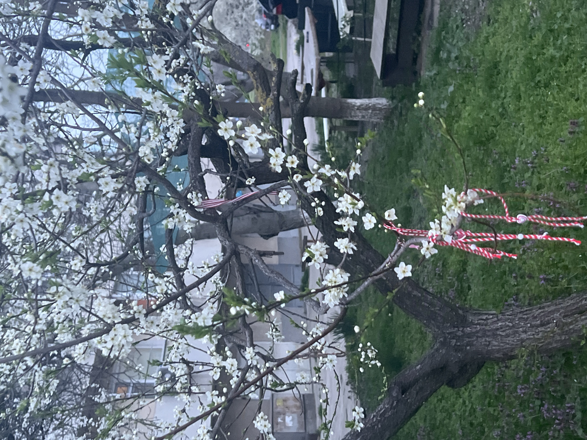 A tree with white blossoms dominates the foreground. A red and white string, typical of a Martisor, is tied to one of the branches. In the background is a building with visible windows. A wooden bench is also visible. Green grass covers the ground. The location is Yambol, Bulgaria.