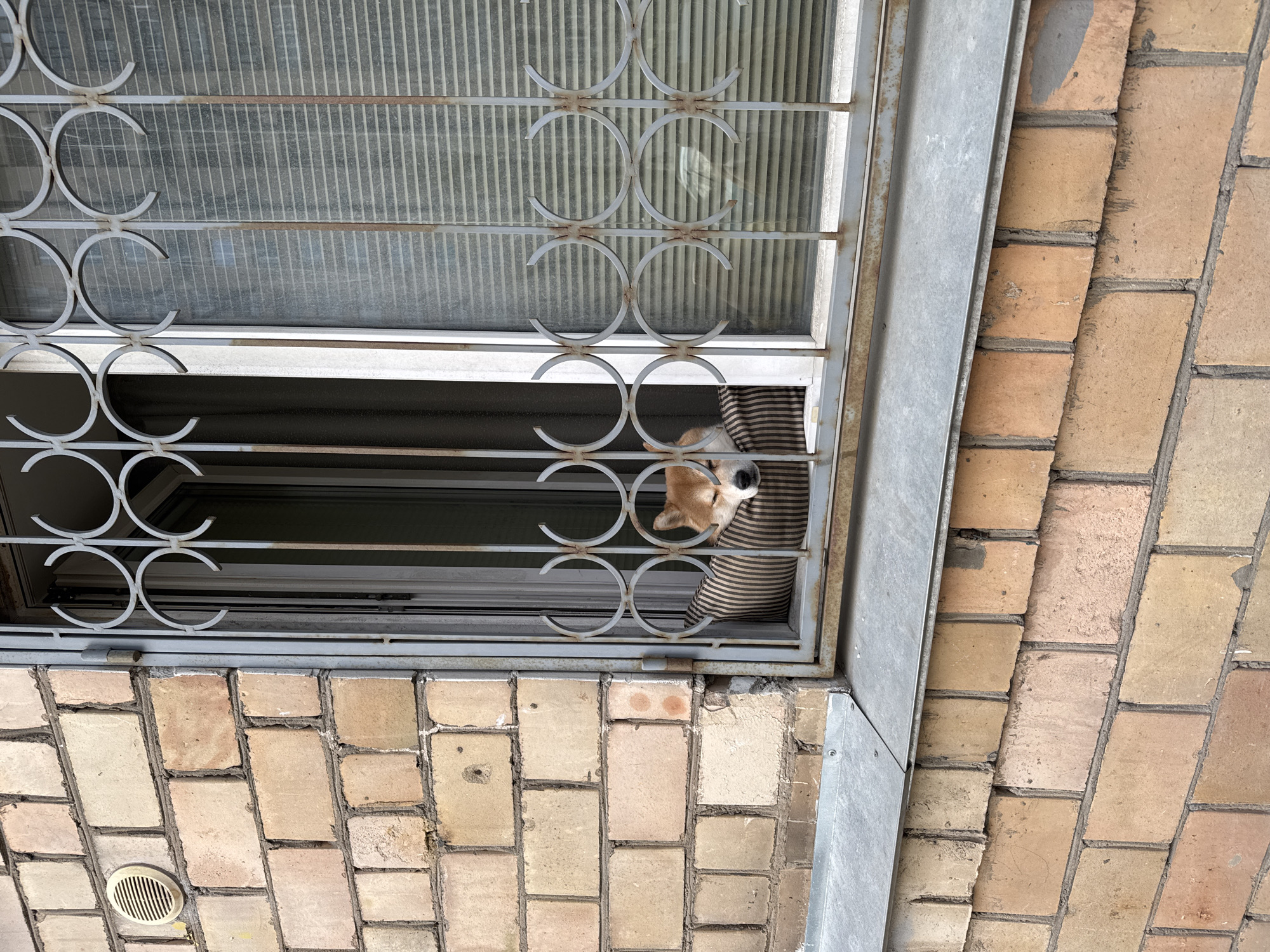 A brick building with a barred window contains a dog. The window's bars consist of repeating circles. The dog is small, with a pale brown coat and a black nose, peeking out from between the bars and a striped material. The building's bricks are light brown.