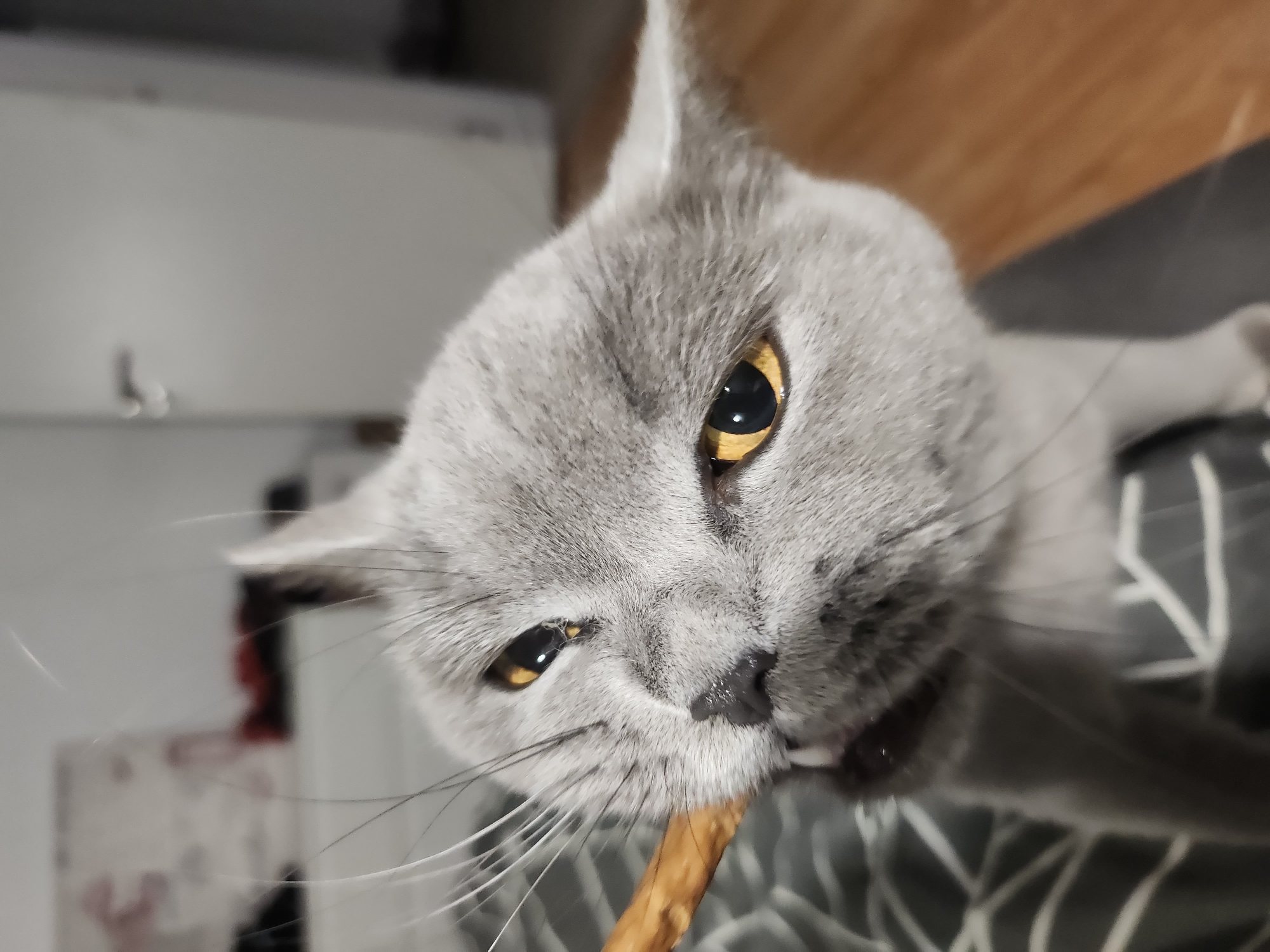 A close-up, eye-level shot shows a grey British Shorthair cat with golden eyes chewing on a tan-colored treat. The cat's face is the primary focus, with its mouth open to grasp the treat. The background is blurred and shows indoor elements, including a door and what appears to be furniture. There is no indication of the cat's location in Tsarevo, Bulgaria.