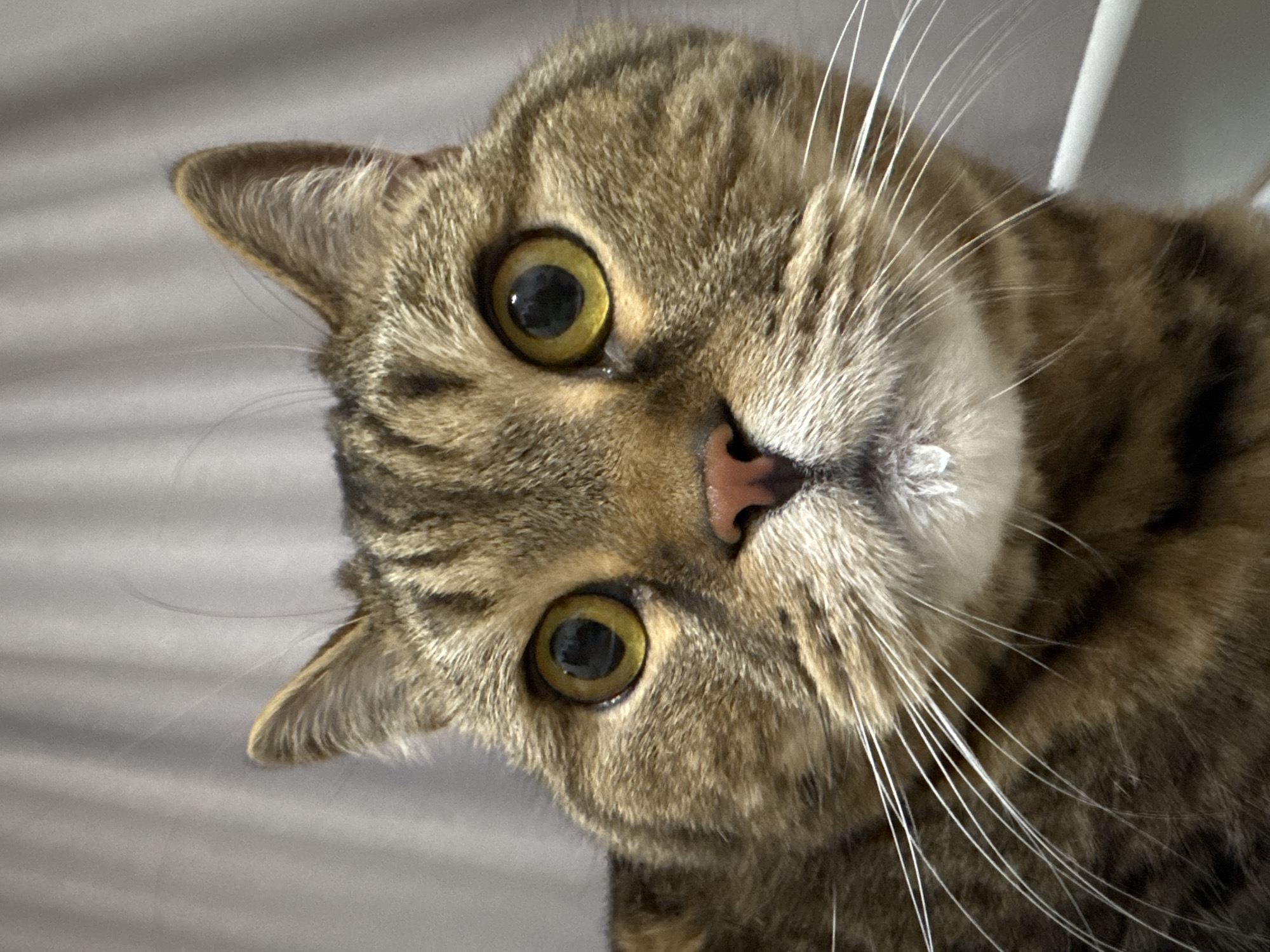 A close-up portrait of a tabby cat's face is captured in a vertical, eye-level shot. The cat has large, round yellow eyes with black pupils, a pink nose, and prominent white whiskers. Its fur is a mix of brown, black, and tan stripes. A small white droplet is visible on its chin. The background consists of a blurred gray curtain with vertical folds, suggesting an indoor setting. The image does not contain any information about the city of Mikhaylovsk, Russia, nor does it depict any people, actions, or interactions.