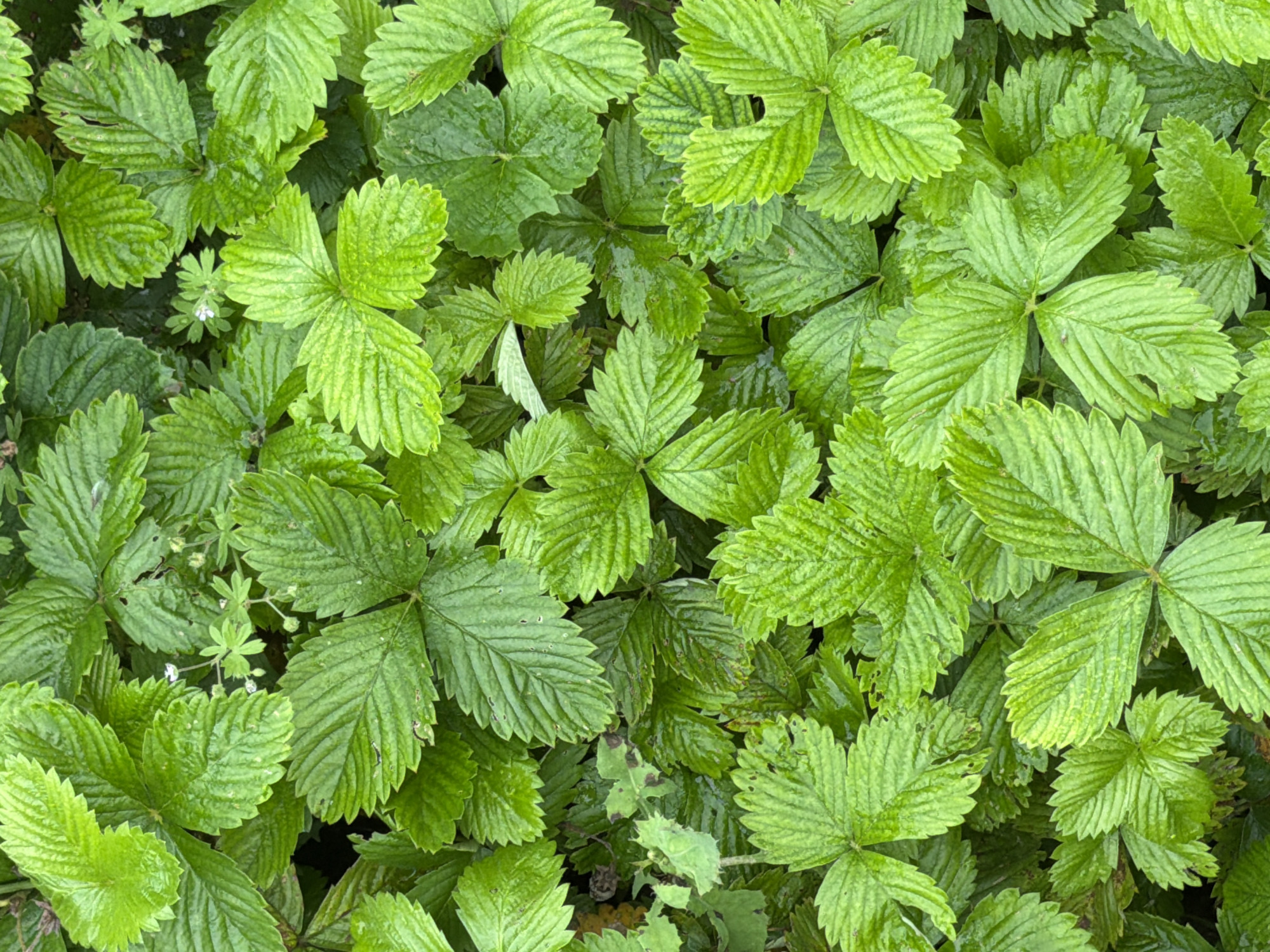A close-up, overhead view captures a dense carpet of bright green strawberry leaves. The leaves are varied in size and shape, with some fully unfurled and others still in development. The textured surfaces of the leaves are accentuated by subtle veins and serrated edges. Some leaves appear to have a slight sheen, suggesting they are wet, perhaps from recent rain. Small, delicate white flowers with yellow centers are scattered amongst the foliage, adding a touch of contrast to the predominant green. The background is a blur of more green leaves, creating a sense of depth and lushness. The scene is devoid of any human presence, animals, or man-made objects, focusing solely on the natural growth of the plants. The image appears to be a still from a nature documentary or a high-quality photograph taken in a garden or wild setting. It is not possible to determine the location in the city of Tenishevo, Russia from the provided image.