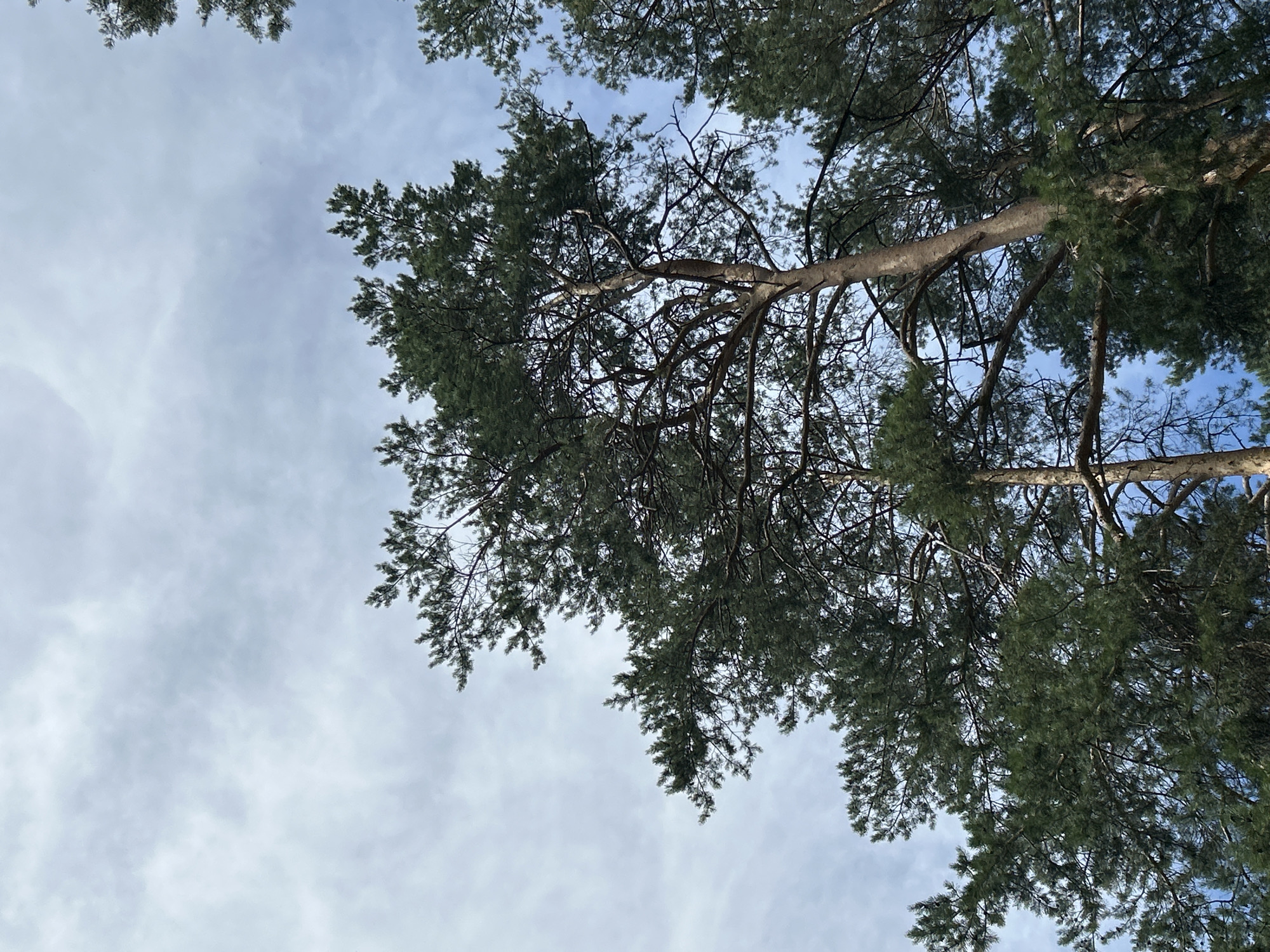 The image shows a view looking up through the canopy of several tall pine trees against a cloudy sky. The pine trees are dense with dark green needles and a rough, textured bark on their trunks, which are a light brown color. The branches are thick and spread out, creating a natural, somewhat wild appearance. The sky is overcast with scattered clouds that are a mix of white and grey, with some patches of lighter blue peeking through. The scene suggests an outdoor environment, likely a park or a forested area within Chaikovsky, Russia, given the prominence of evergreen trees common in the region's natural landscapes. There are no people or animals visible in the frame.
