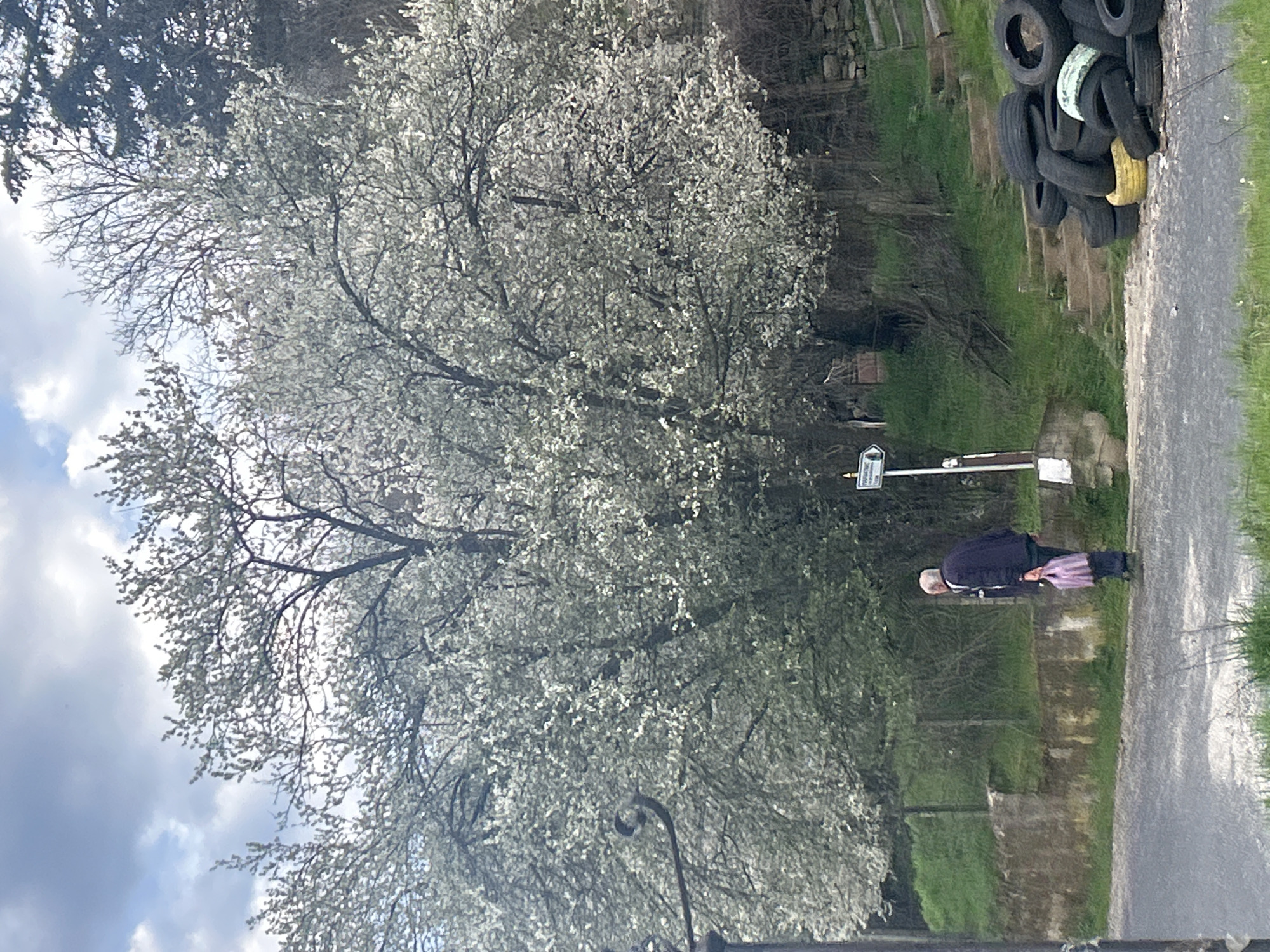 A view of Zlatograd, Bulgaria reveals an elderly person walking on a road next to a blossoming tree. A pile of tires lies to the side of the road. The sky is partly cloudy.