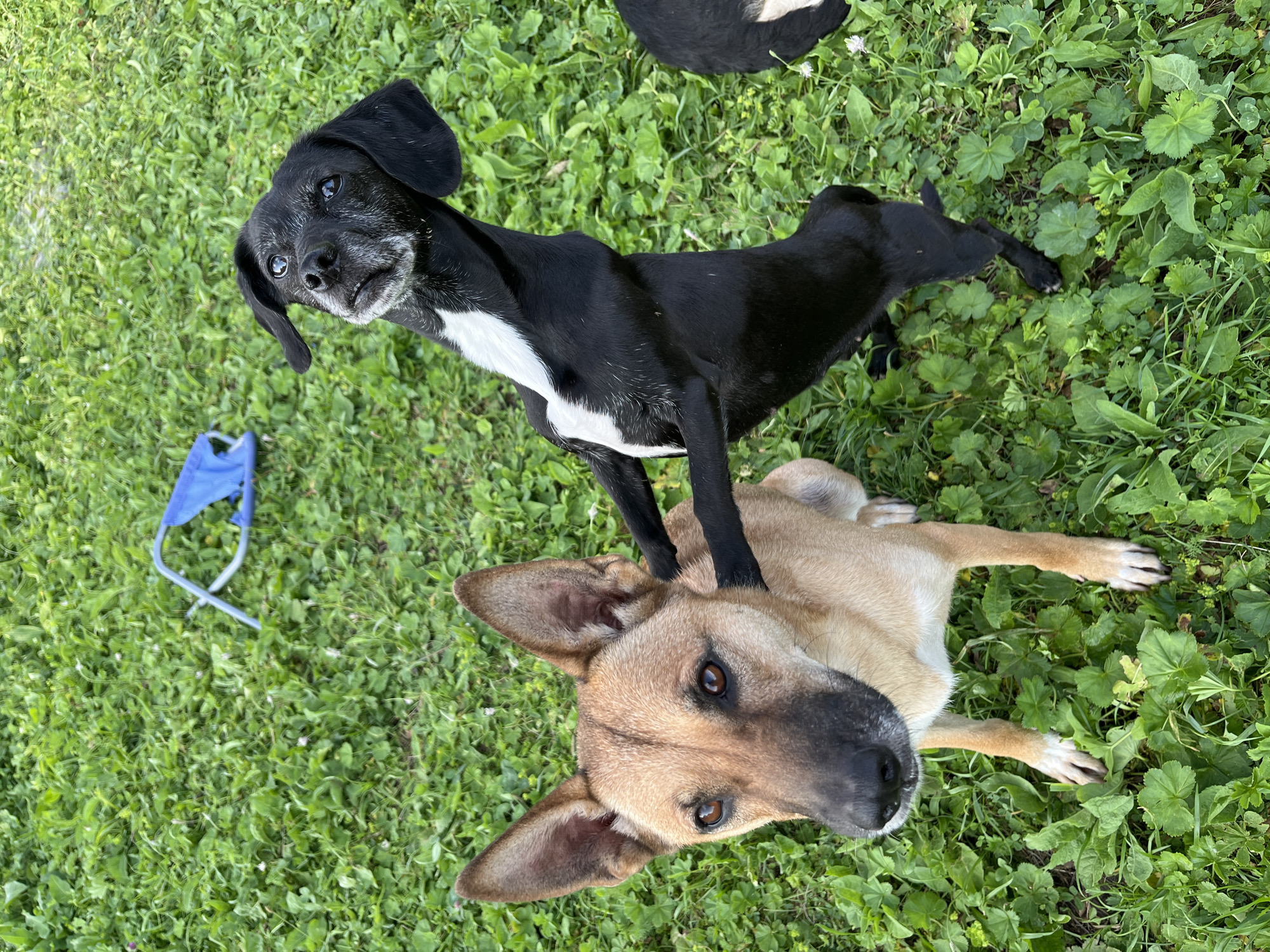 In a grassy outdoor area, two dogs are interacting. A tan and black dog, facing forward, has its ears perked up and is looking directly at the camera. A black and white dog, standing on its hind legs, has its paws on the tan dog's back and is looking upwards. The ground is covered in green grass and clover. A blue portable chair is visible in the background. This scene is not identifiable as being in Nizhny Tagil, Russia.
