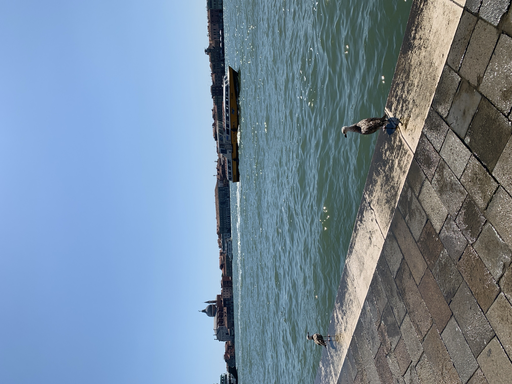 The image depicts a waterside scene in Venice, Italy, under a clear blue sky. In the foreground, a paved walkway, wet and glistening, transitions to a stone border at the edge of the water. Two seagulls are visible on the stone border; one is closer to the foreground, and the other is further to the left. The water is choppy with sunlight reflecting off its surface. In the middle ground, a yellow water bus, identified by the word "ALILAGONA" on its side, travels across the water. In the background, the distinctive architecture of Venice lines the waterfront, including buildings with red-tiled roofs and a prominent dome with a smaller cupola. The overall impression is a sunny day in a historic Italian city.