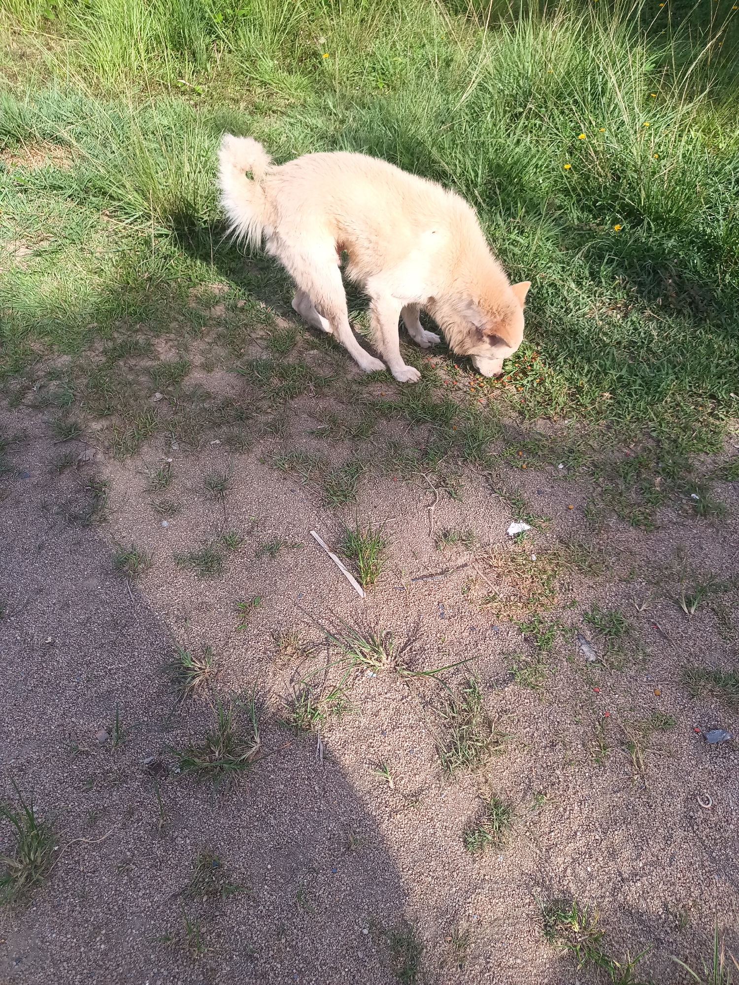 The image depicts a light-colored dog foraging in an area with mixed grass and bare ground. The dog is positioned in the upper part of the image, with its head down as if sniffing or eating something. The ground surface consists of patches of green grass interspersed with areas of sand and small stones. The scene is partially shaded, creating a contrast between lit and shadowed areas. Based on the location in the city of Baan Thong Nang, Thailand, there are no people shown in this image. The environment consists of soil, grass, and foliage under natural lighting conditions.
