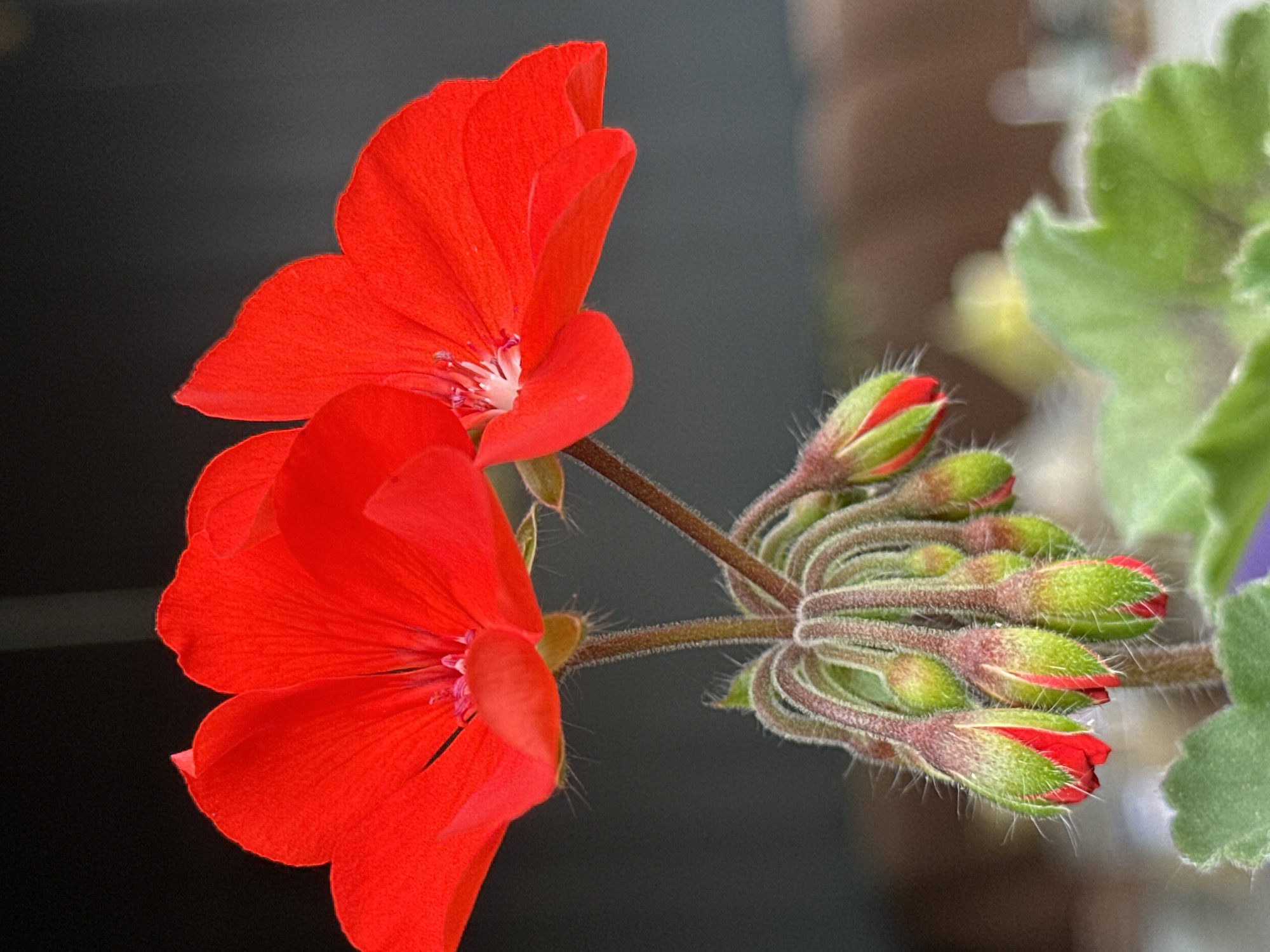 Two vibrant red geranium flowers bloom prominently in the foreground, their petals slightly curled. Below them, a cluster of tightly closed buds, encased in fuzzy green sepals with hints of red showing, hang from thin stems. The background is dark and out of focus, with blurred brown and green shapes suggesting foliage or a soft environment. The image captures the delicate textures of the flowers and buds, with fine hairs visible on the stems and sepals. There are no people or specific Yessentuki landmarks visible in this close-up floral photograph.