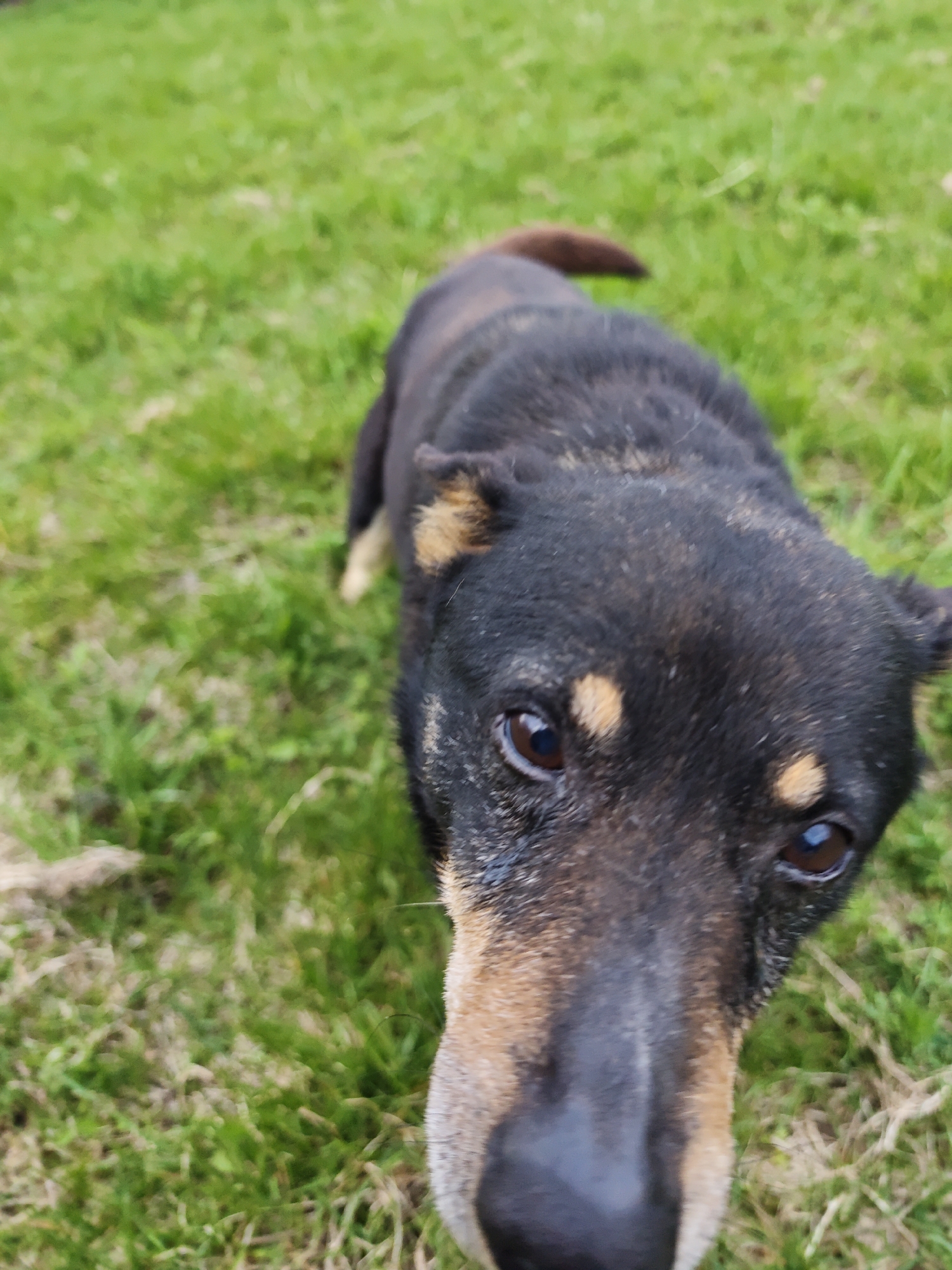 A close-up shot shows a black and brown dog with a short tail standing on green grass. The dog's face is the main focus, with its nose and eyes prominently displayed. The background consists of a lawn with varying shades of green. The location is Parkhomivka, Ukraine.