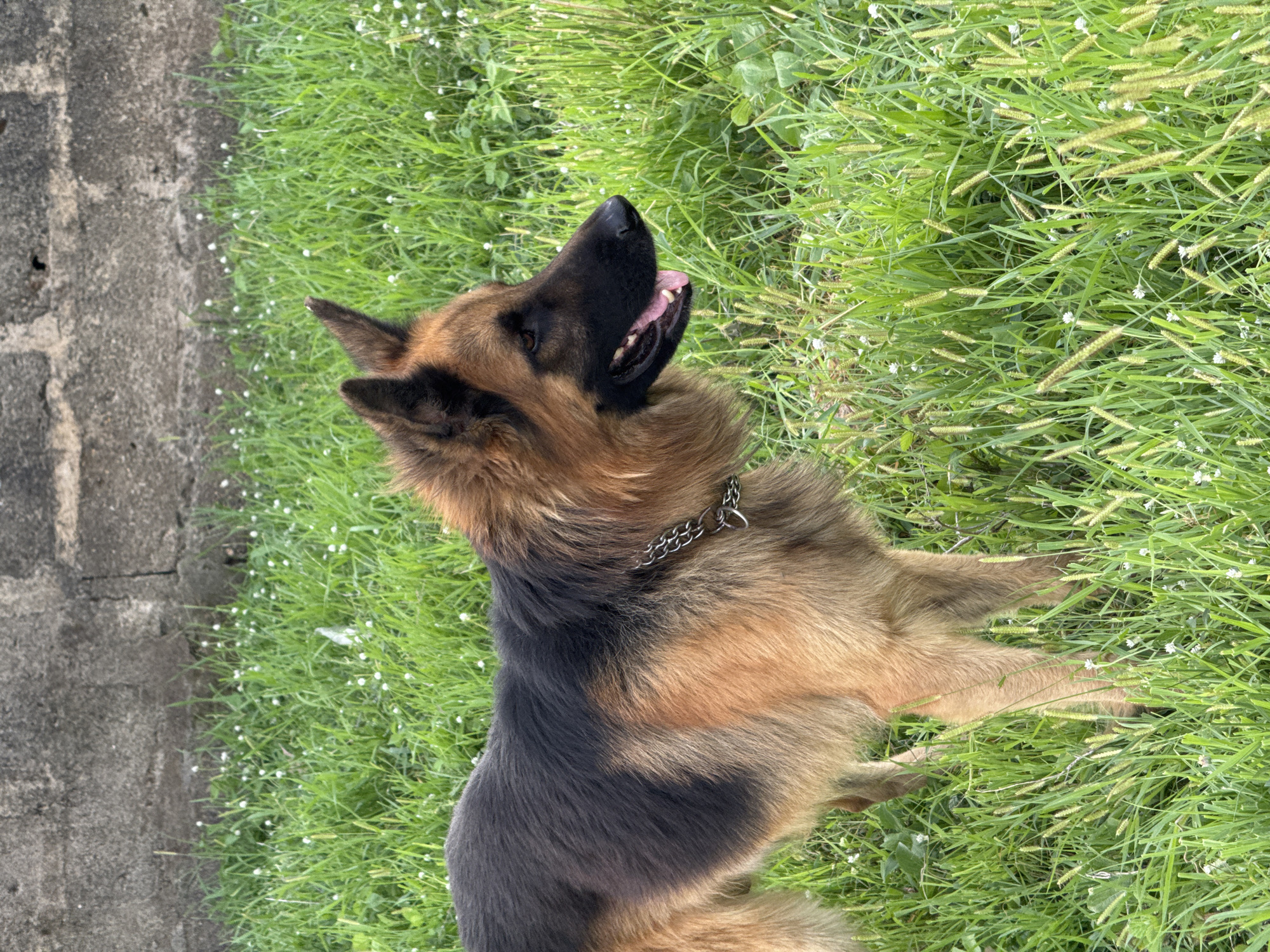 A long-haired German Shepherd dog is the central subject of the image, positioned on lush green grass with a concrete or stone wall forming a boundary on the left. The dog has a distinctive black and tan coat and is wearing a metal chain collar. It is captured looking upwards with its mouth slightly open, revealing its tongue and teeth, suggesting it might be panting, alert, or observing something above.
The setting is an outdoor area, likely a garden or natural field, characterized by abundant green grass interspersed with small white wildflowers and taller seeded grass stalks. The wall is rough-textured, appearing to be made of grey concrete blocks or stones. The lighting indicates it is daytime. The dog appears calm and possibly curious. There is no visible text in the image. This scene is located in Akwanga, Nigeria.