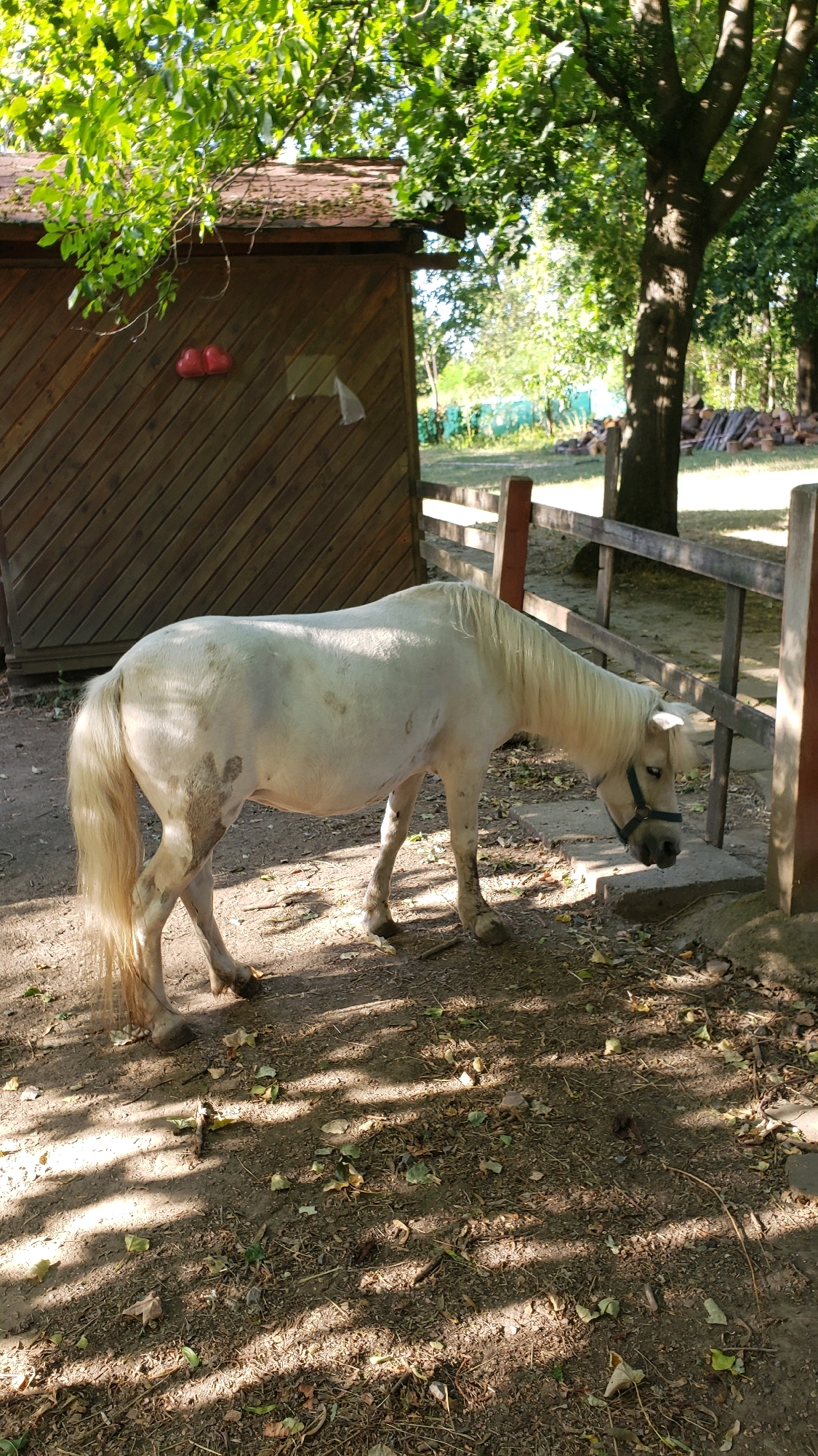 A white pony with a dark blue halter is standing on a dirt path in an outdoor enclosure. The pony is facing to the right and lowering its head. Behind the pony is a wooden structure with a sloped roof, and to the right is a wooden fence. Trees with green leaves provide shade over the scene, casting dappled shadows on the ground. The ground is covered with dirt, fallen leaves, and small twigs. The location is identified as Prešov, Slovakia, though no specific landmark within the city is visible.